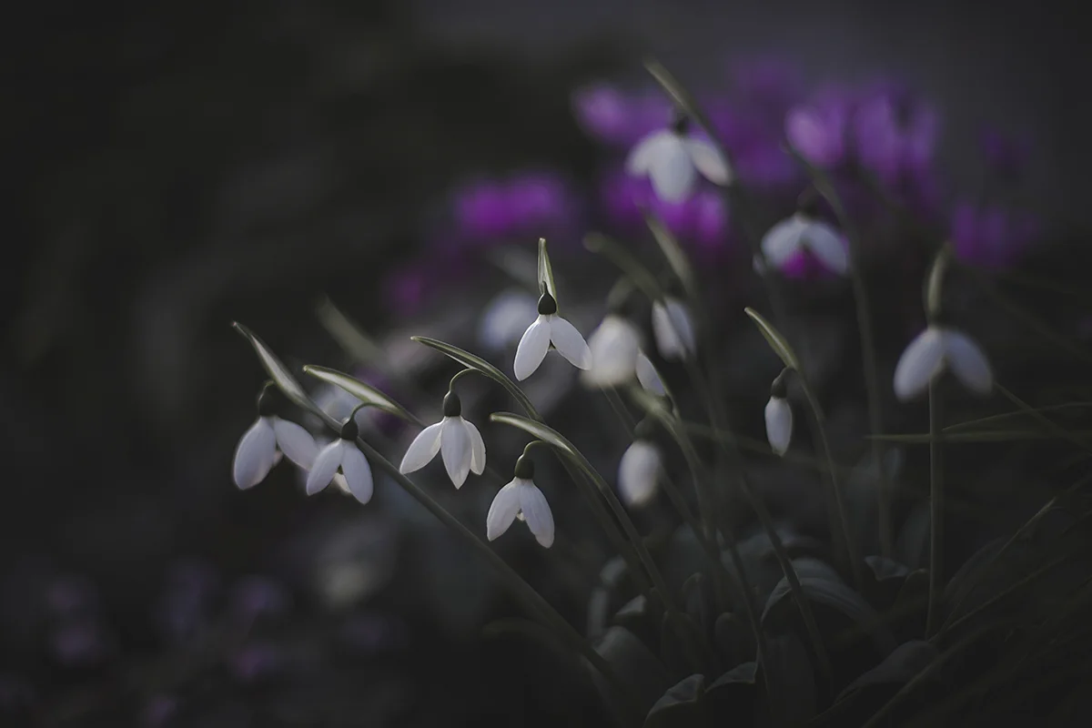 Springing to Life