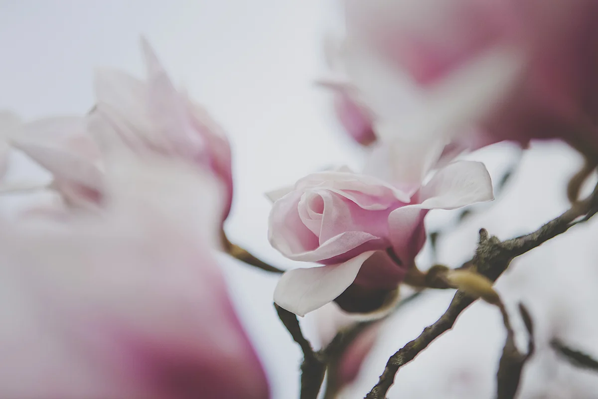 Like a Rose