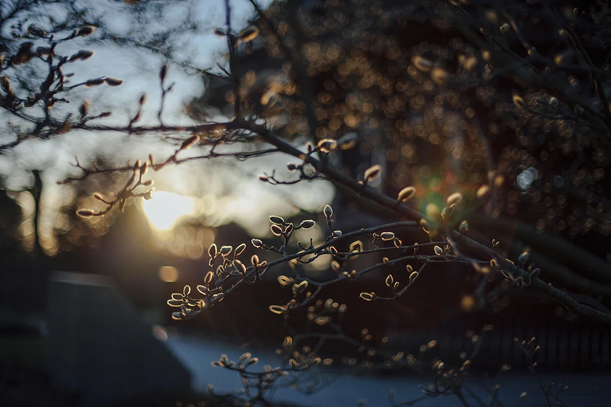 Enchanting Sunset
