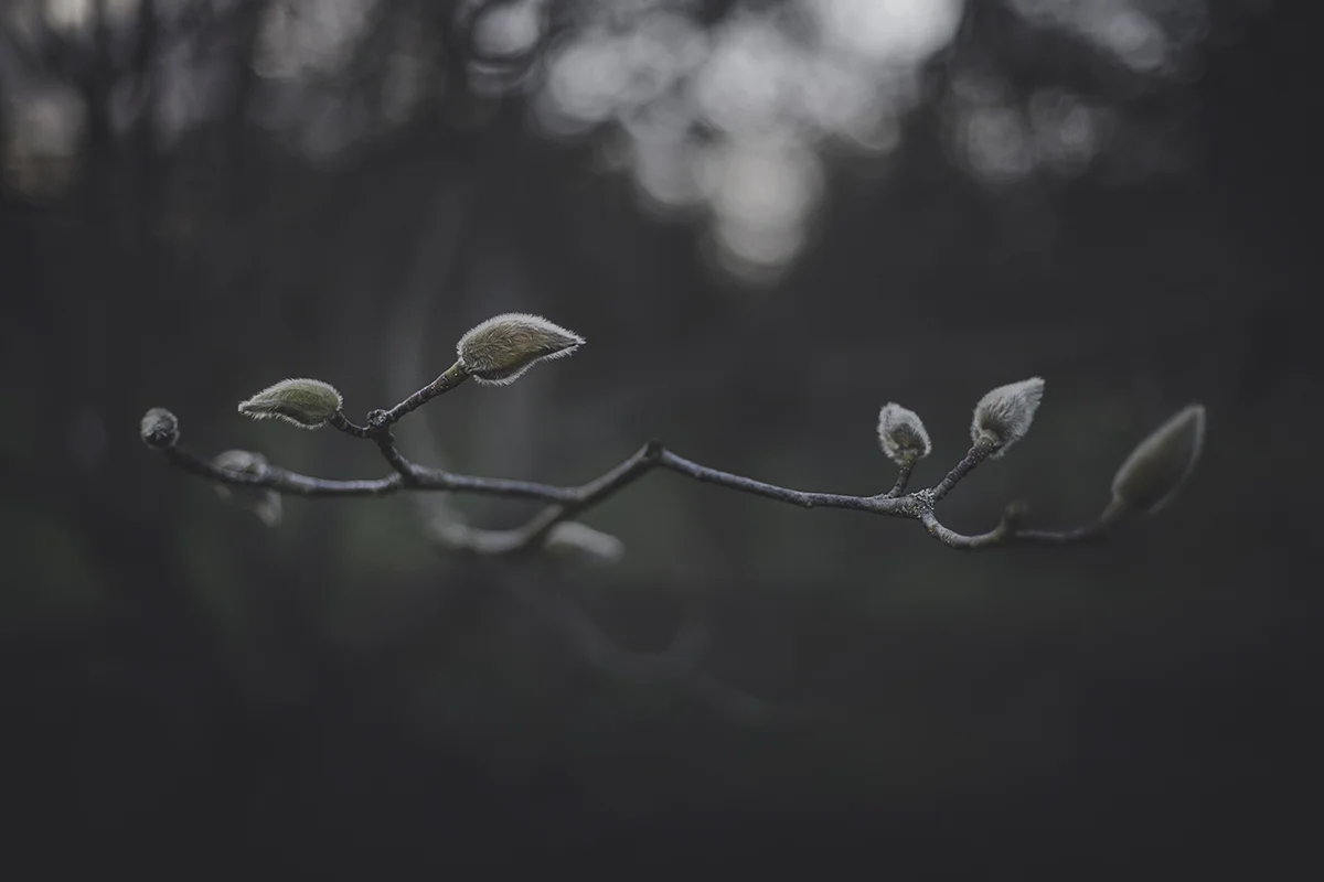 Looking for the Signs of Spring
