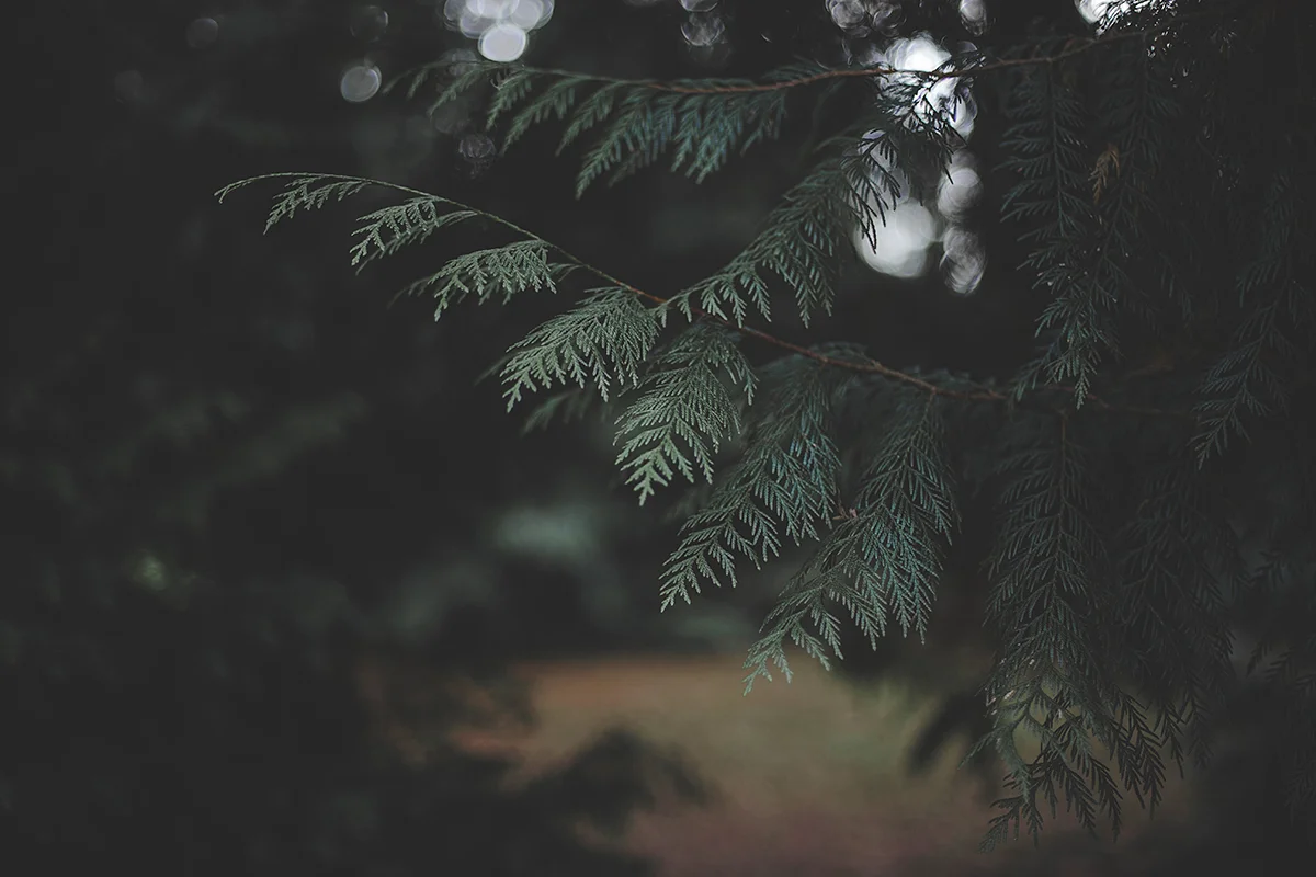 Winter Greens