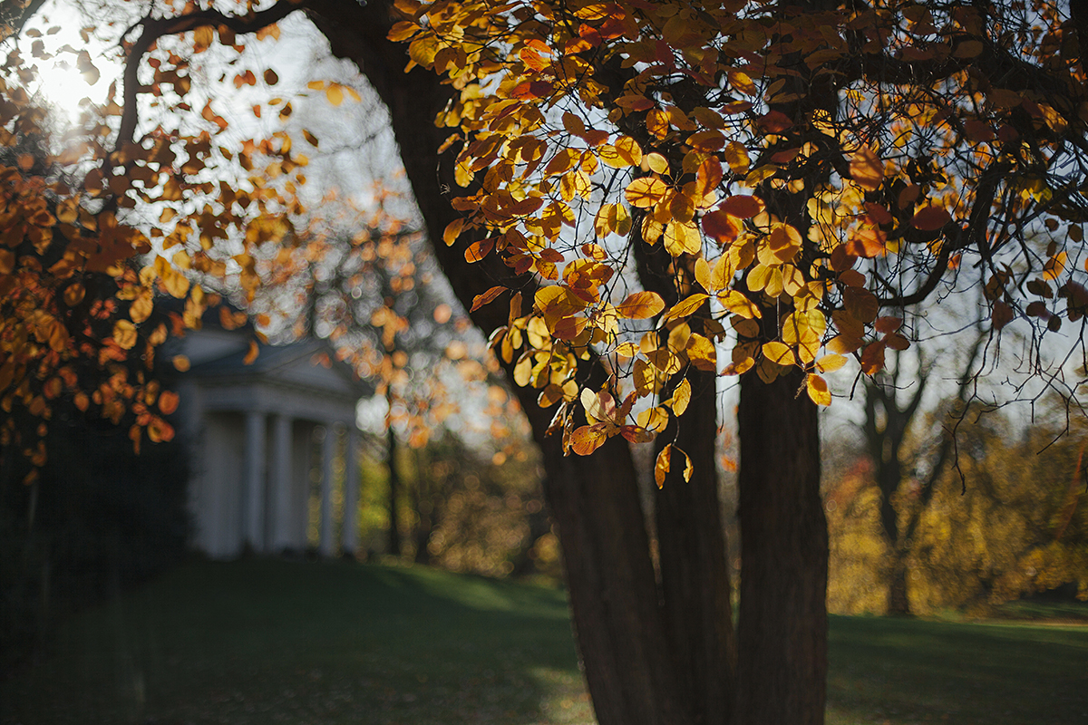 Golden Leaves and the Temple of Bellona