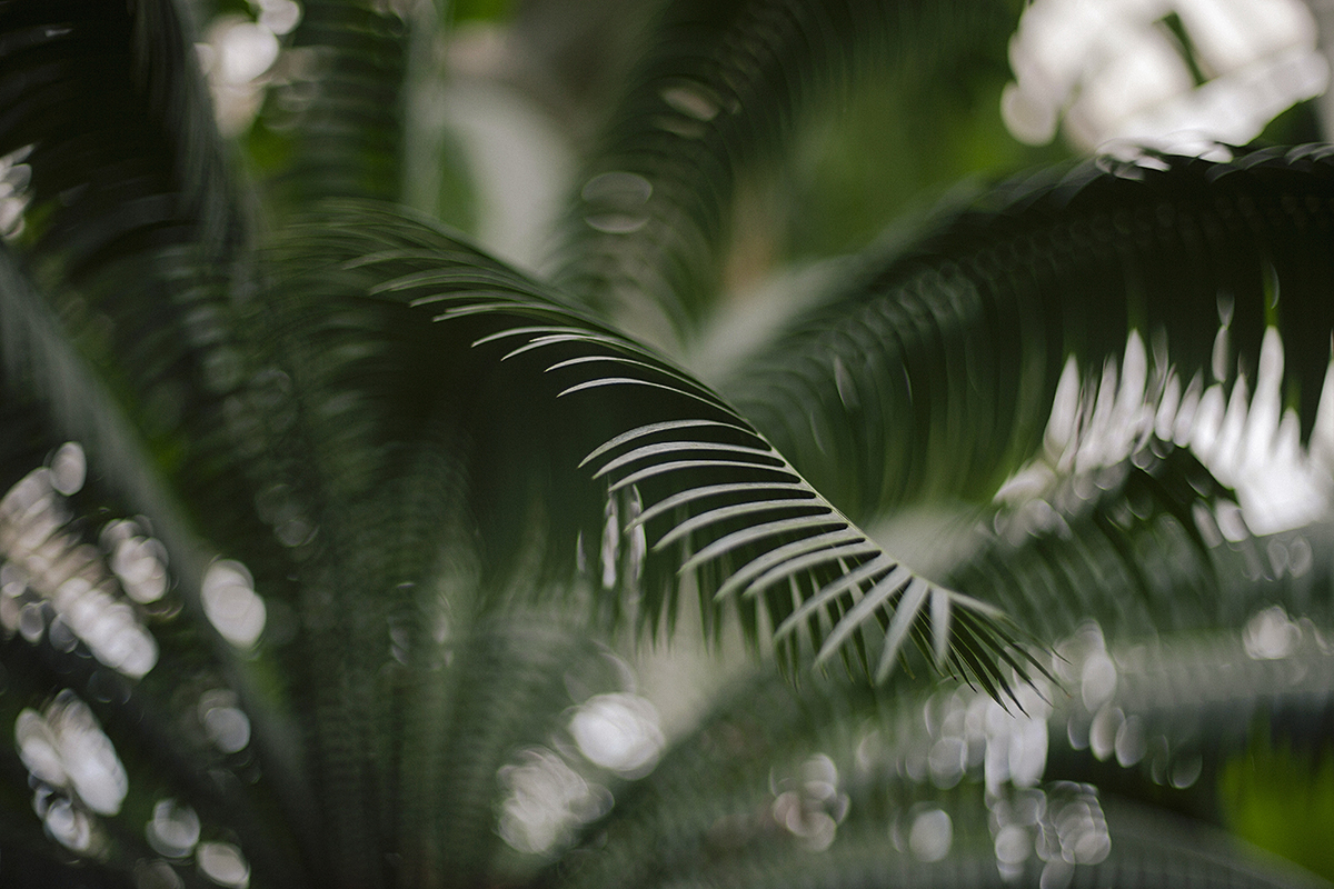 Botanical Patterns