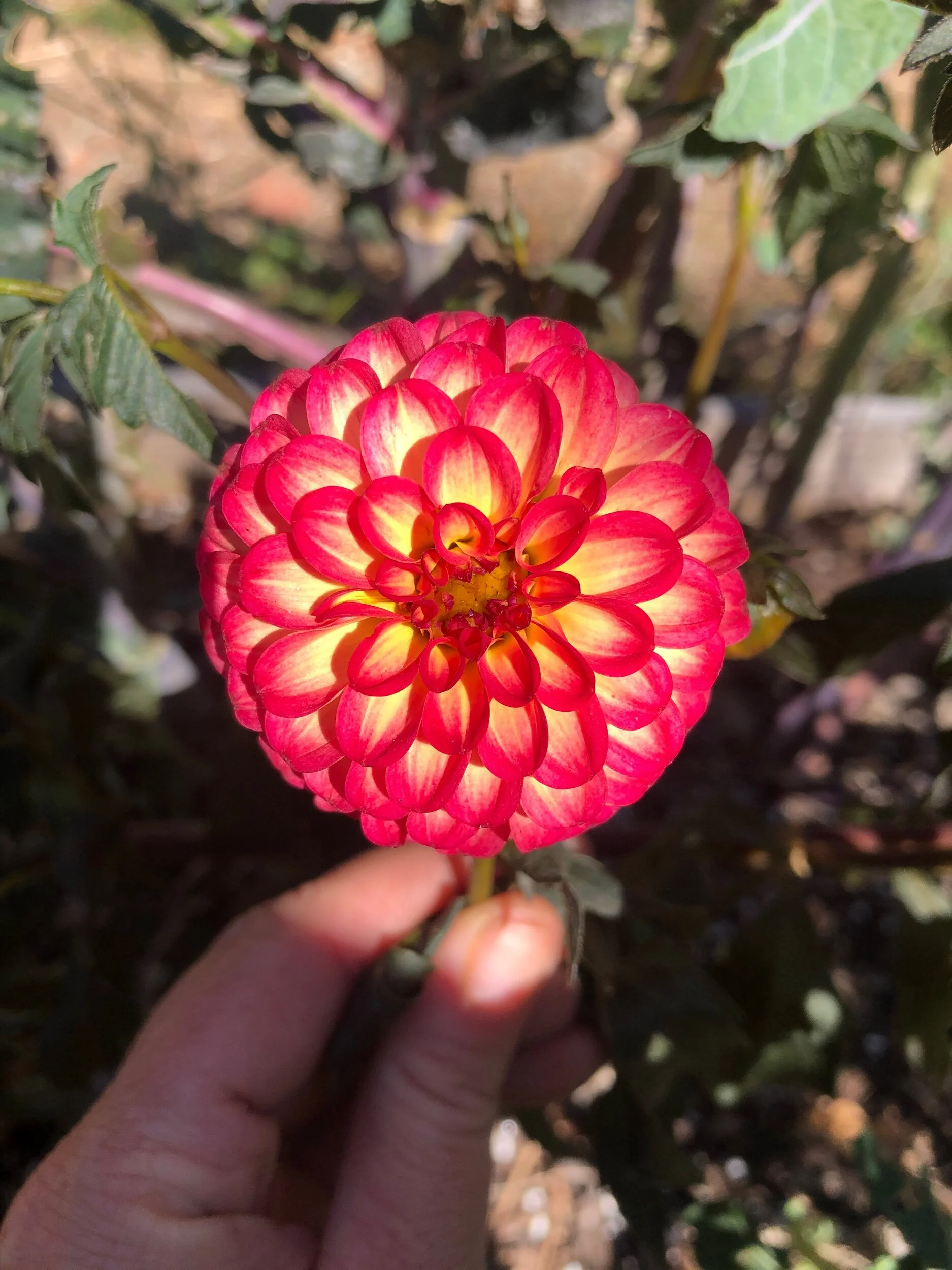 8CDA81EF-237F-48AB-A561-CC87ABBD4F4C