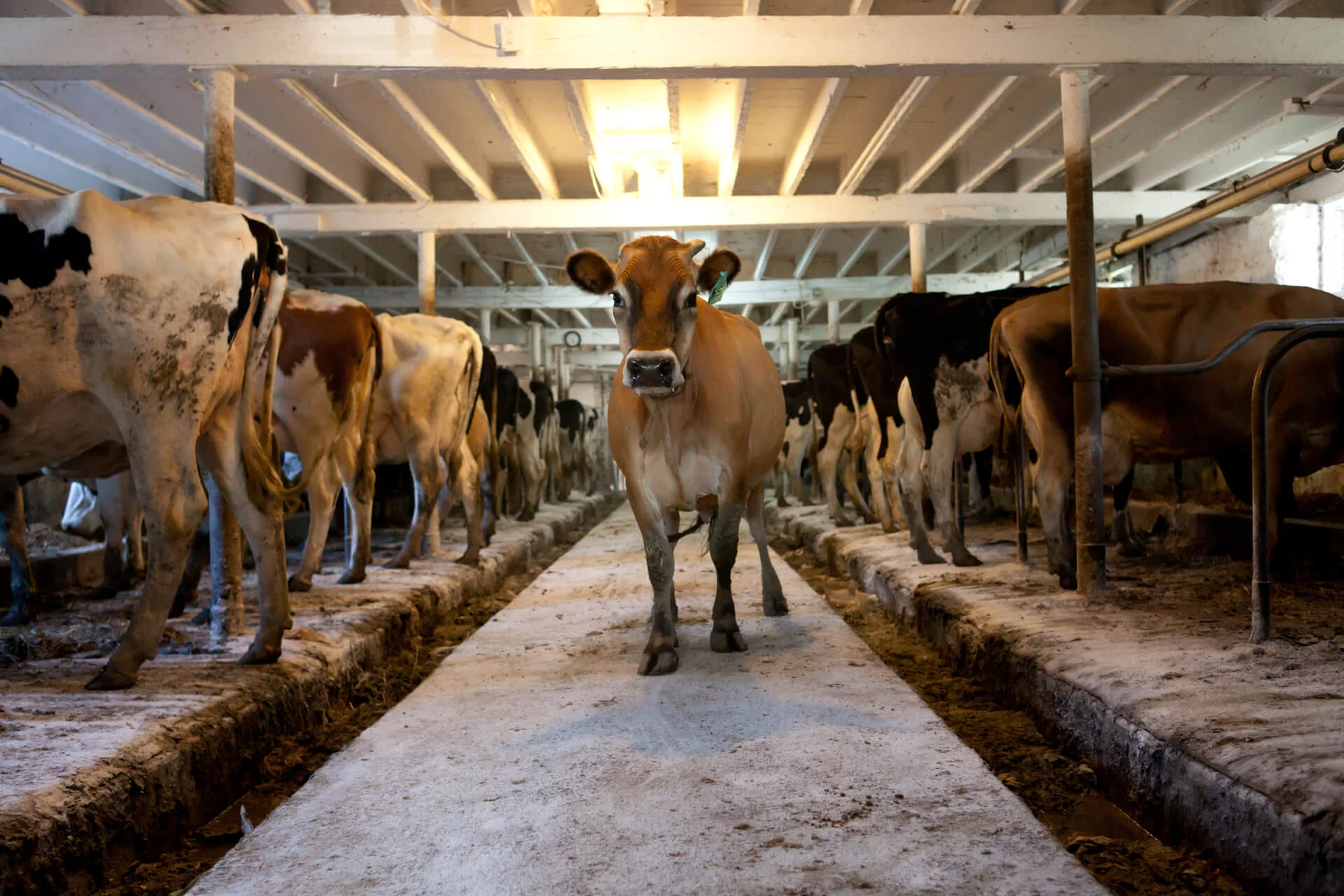 A cow at Nels-vale Farm moments before ingesting some of Lake Louie's yummy tummy filler.