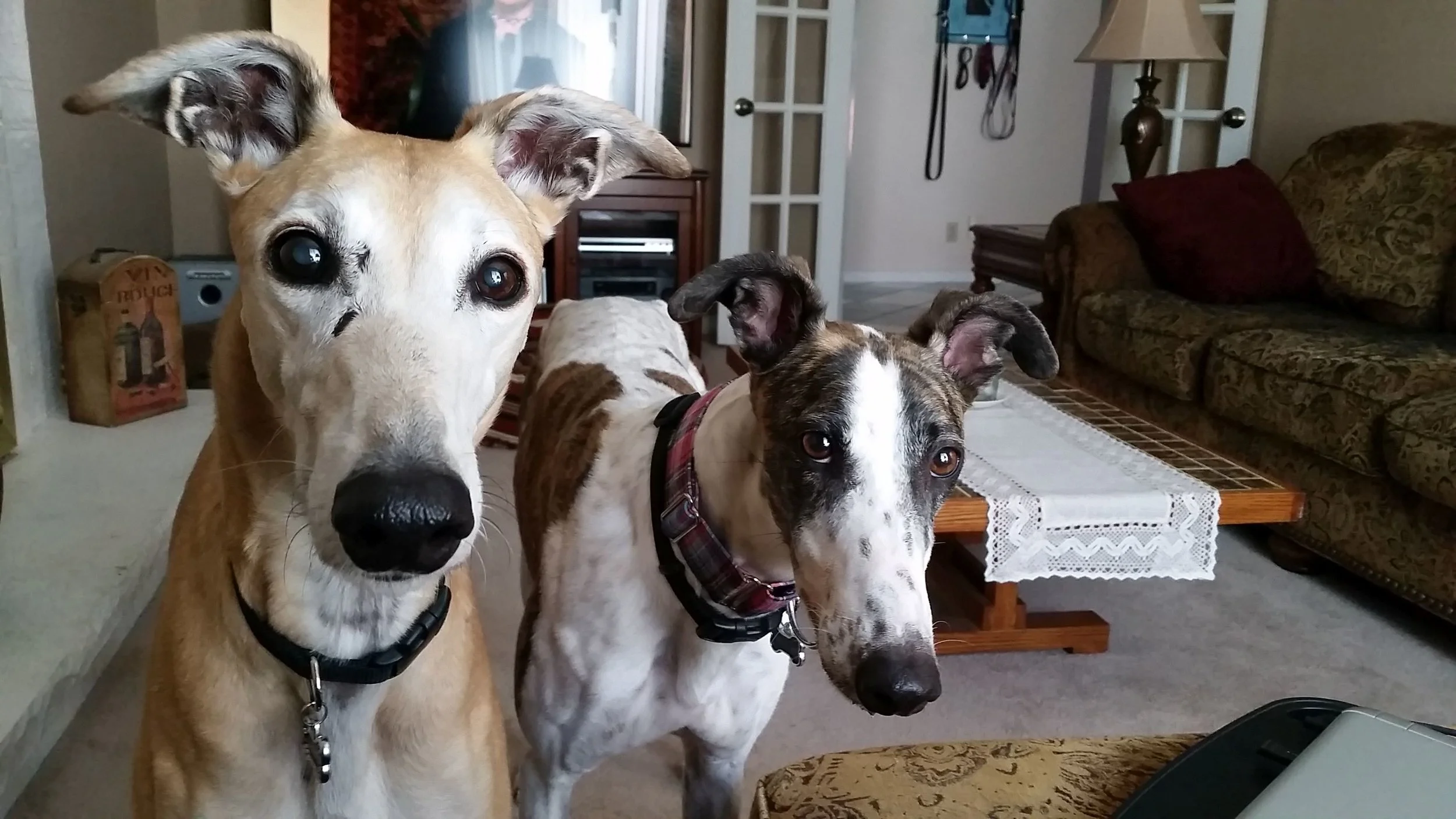greyhound sanctuary near me