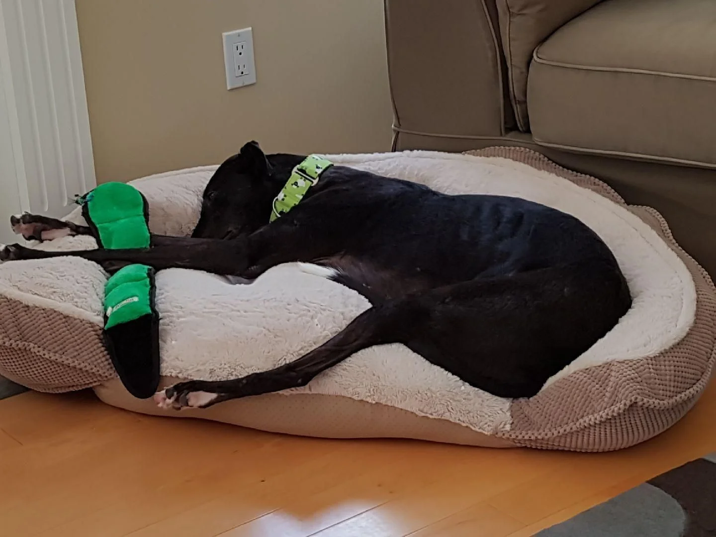 sandy new bed meiko.jpg