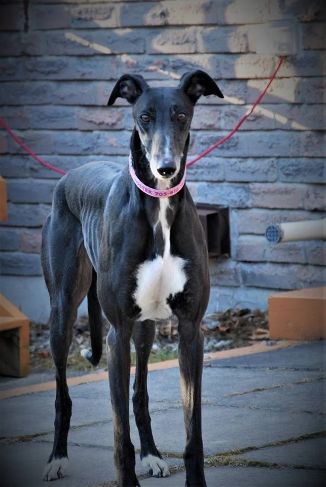 colt for reserved.jpg