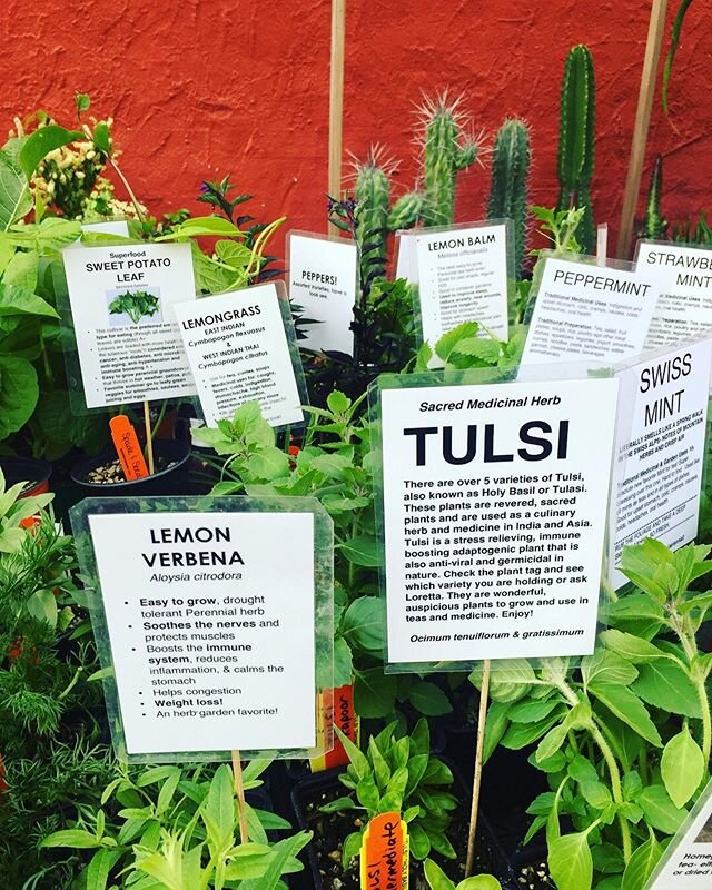 STOCK REFRESH AT @artemisia.nursery ONLINE SHOP! 🌱🌱🌱🌱🌱( www.artemisianurseryonlineshop.com) Fresh Plant drops of the most necessary home garden essentials plus muy more! Rose geranium (heal your heart) , Italian basil (make plant medicine pesto)