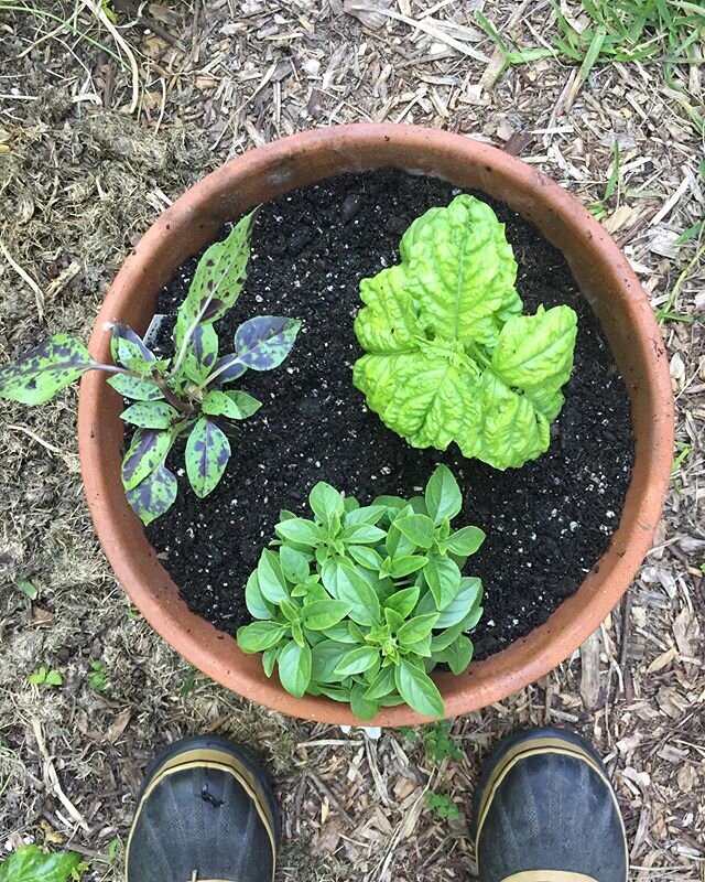 PLANTING FOR MYSELF: I want lots of basil, too, so I planted this luscious lettuce leaf basil, proper globe basil (like a little clipped boxwood) and this funkadelic sport of Purple Ruffles basil that is unexpected with its leopard spots. You can see