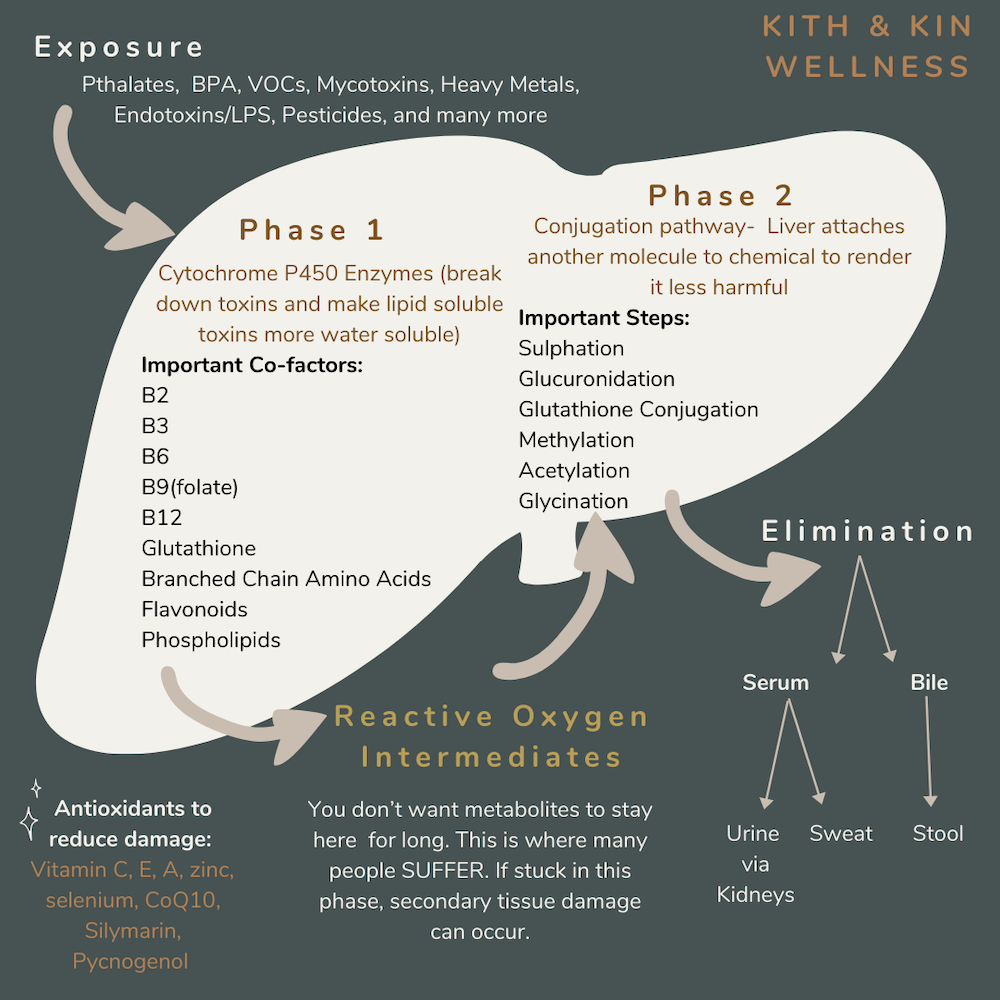 The Liver Roles, Signs of Dysfunction & Support