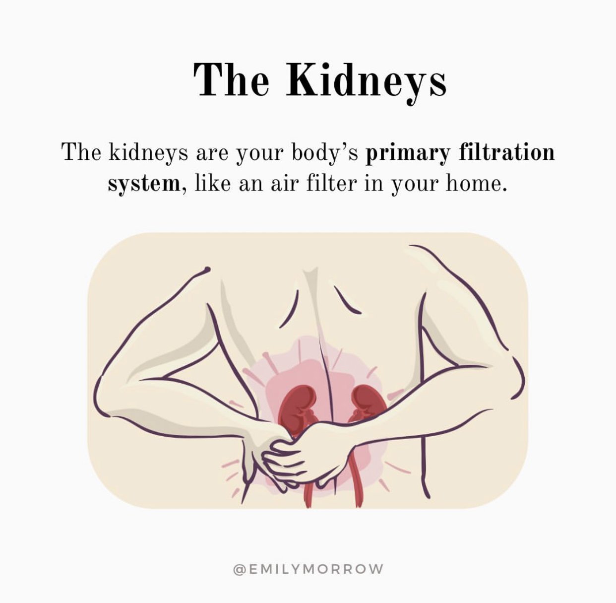 The Kidneys Roles, Signs of Dysfunction & Support