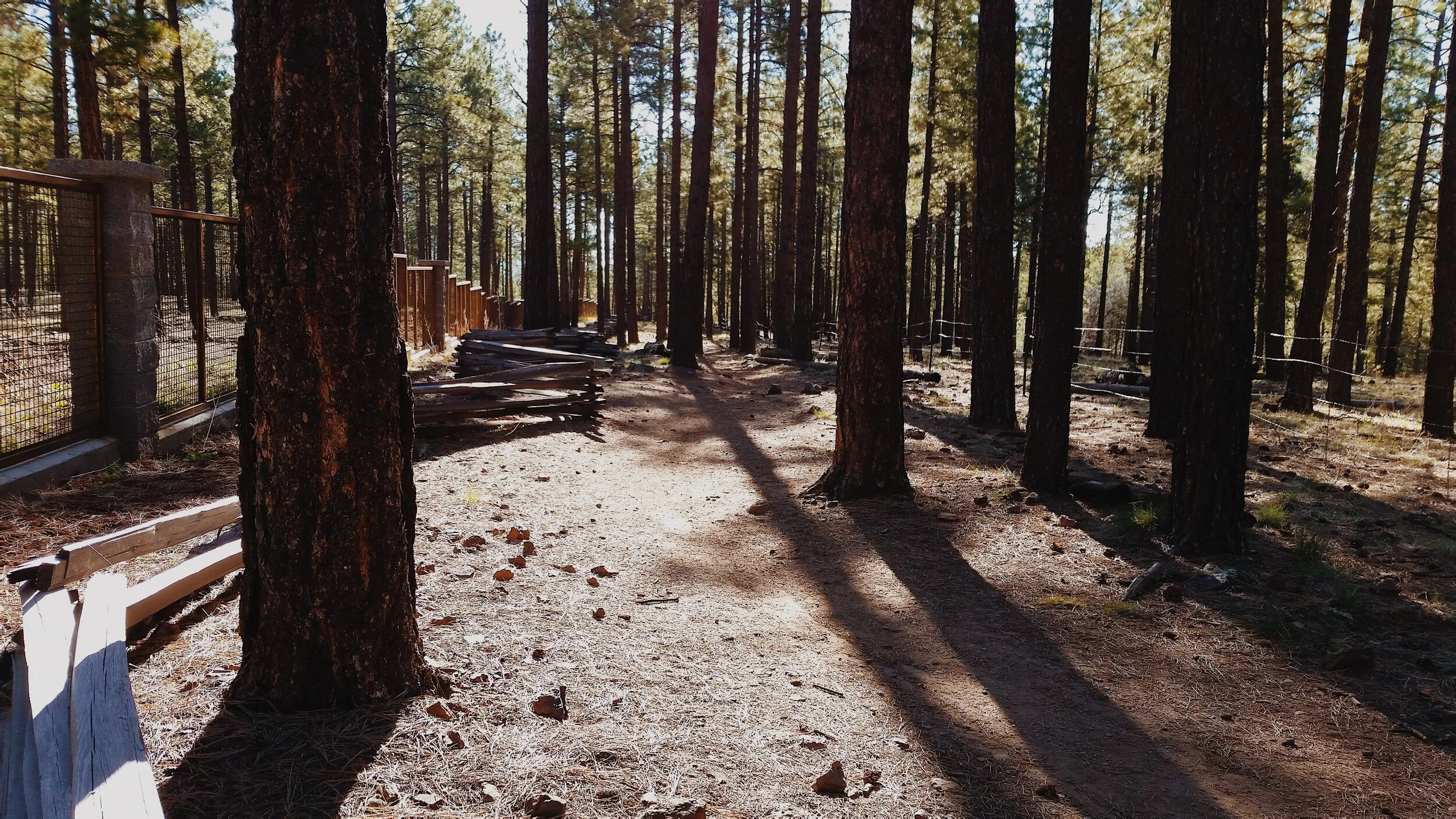 Running in Flagstaff. Our favorite local running trails. — Run Flagstaff