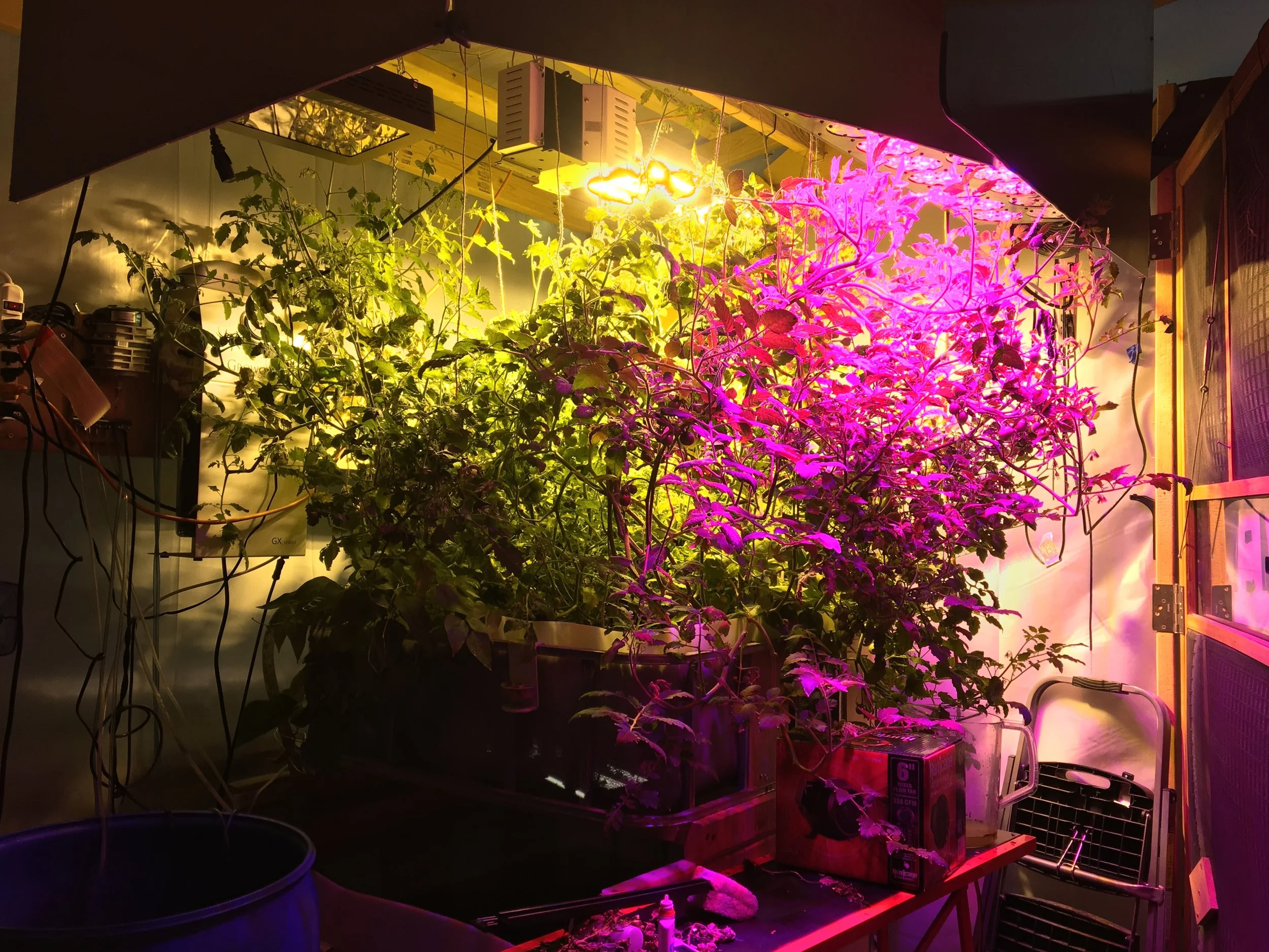 Tomato Lighting Test