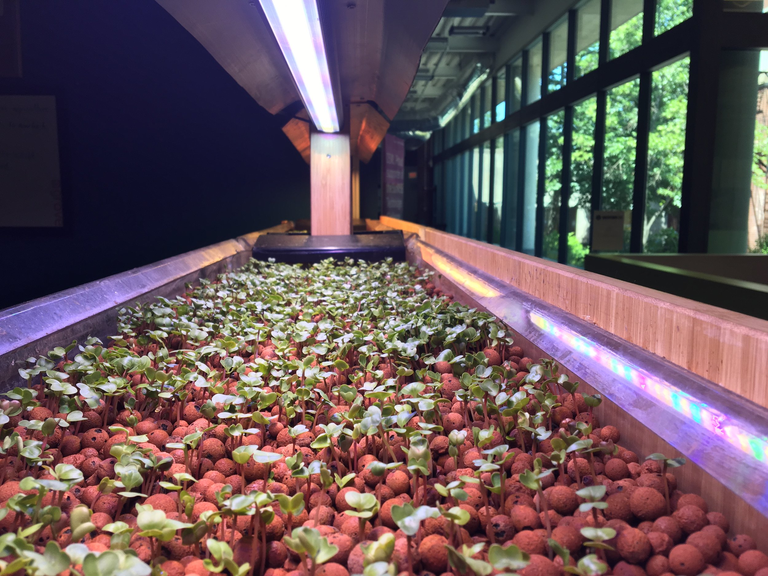 Microgreens Experiment