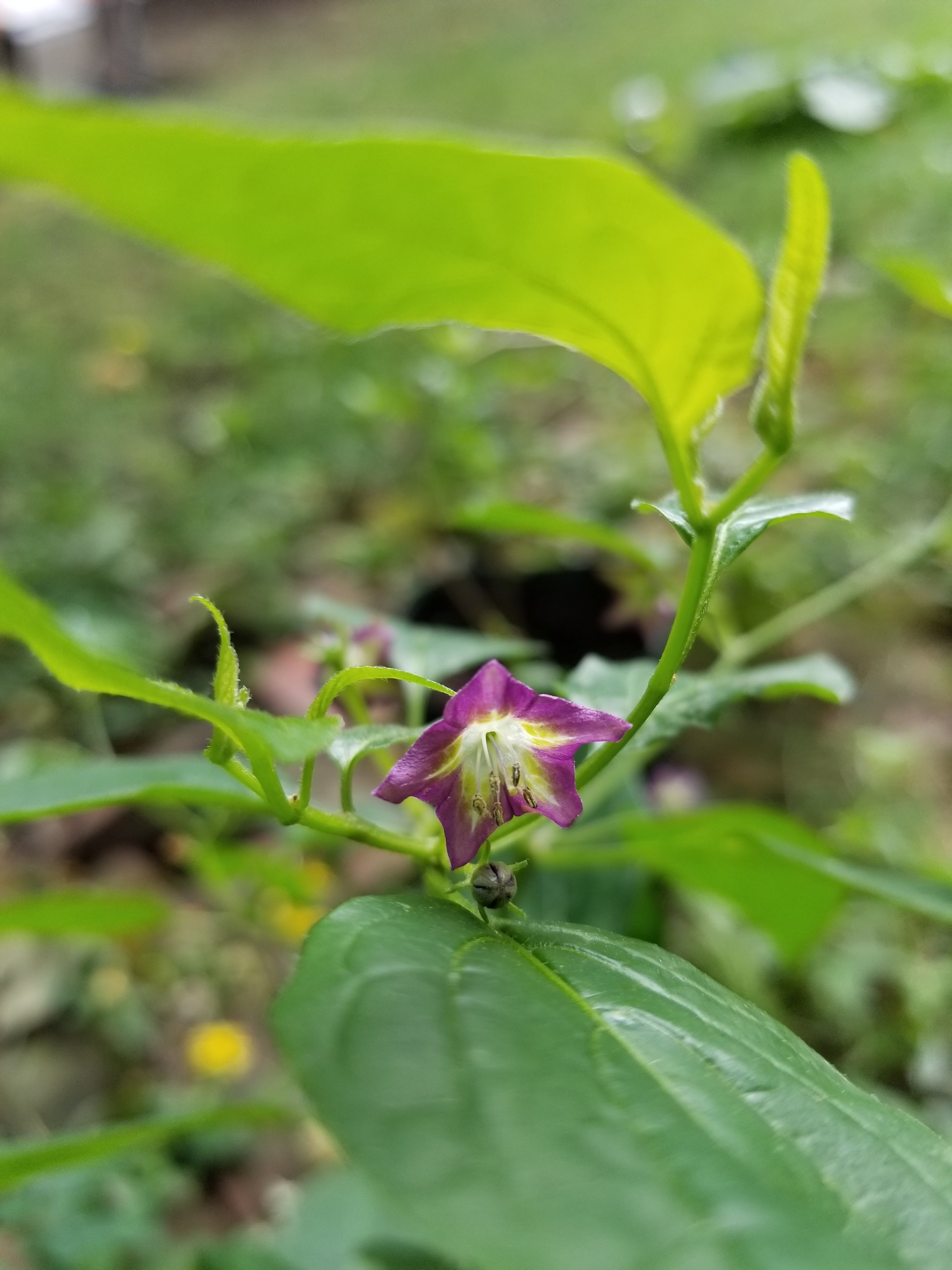 Capsicum Eximium