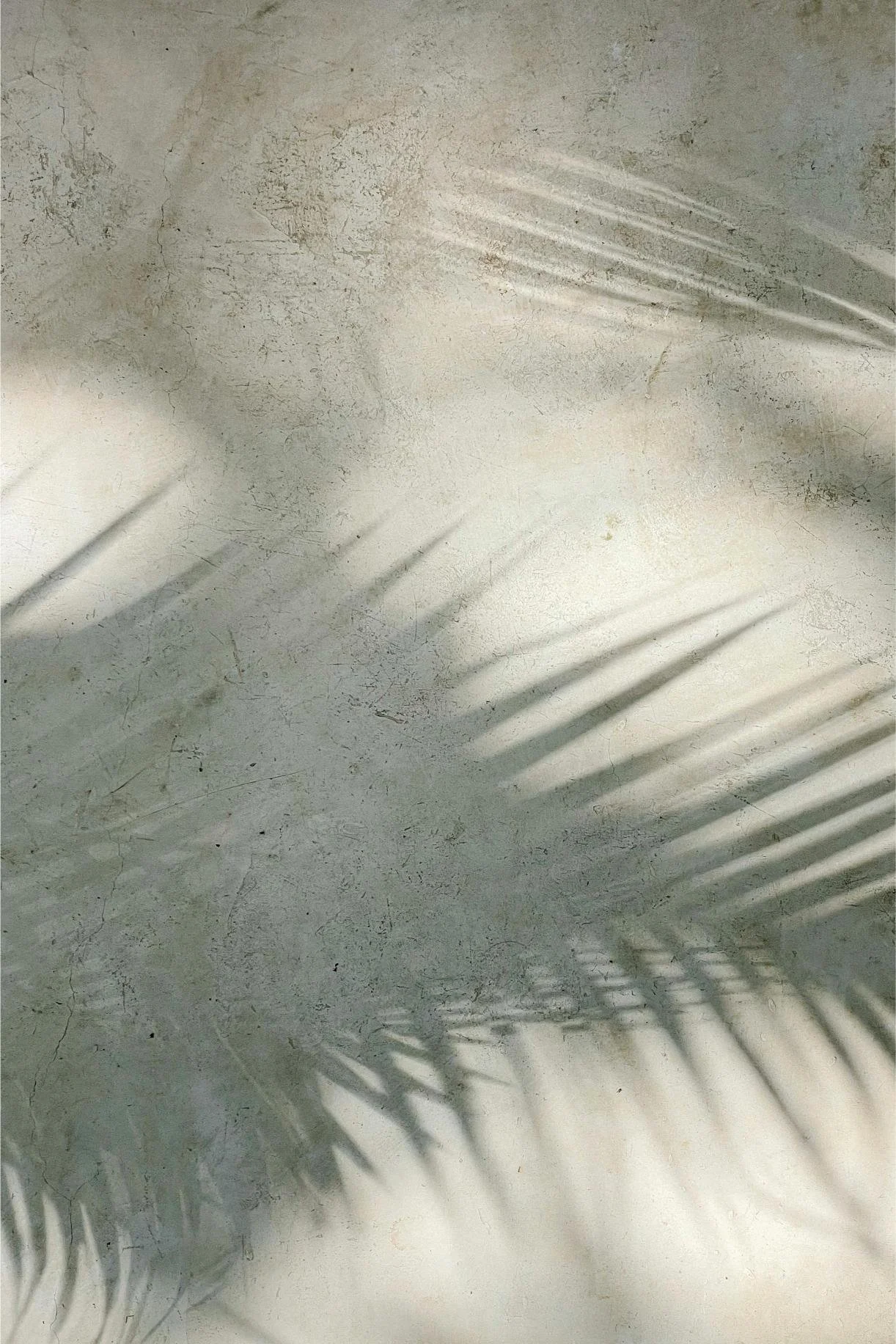 Sunlight casting shadows of palm leaves on a textured, off-white concrete wall.
