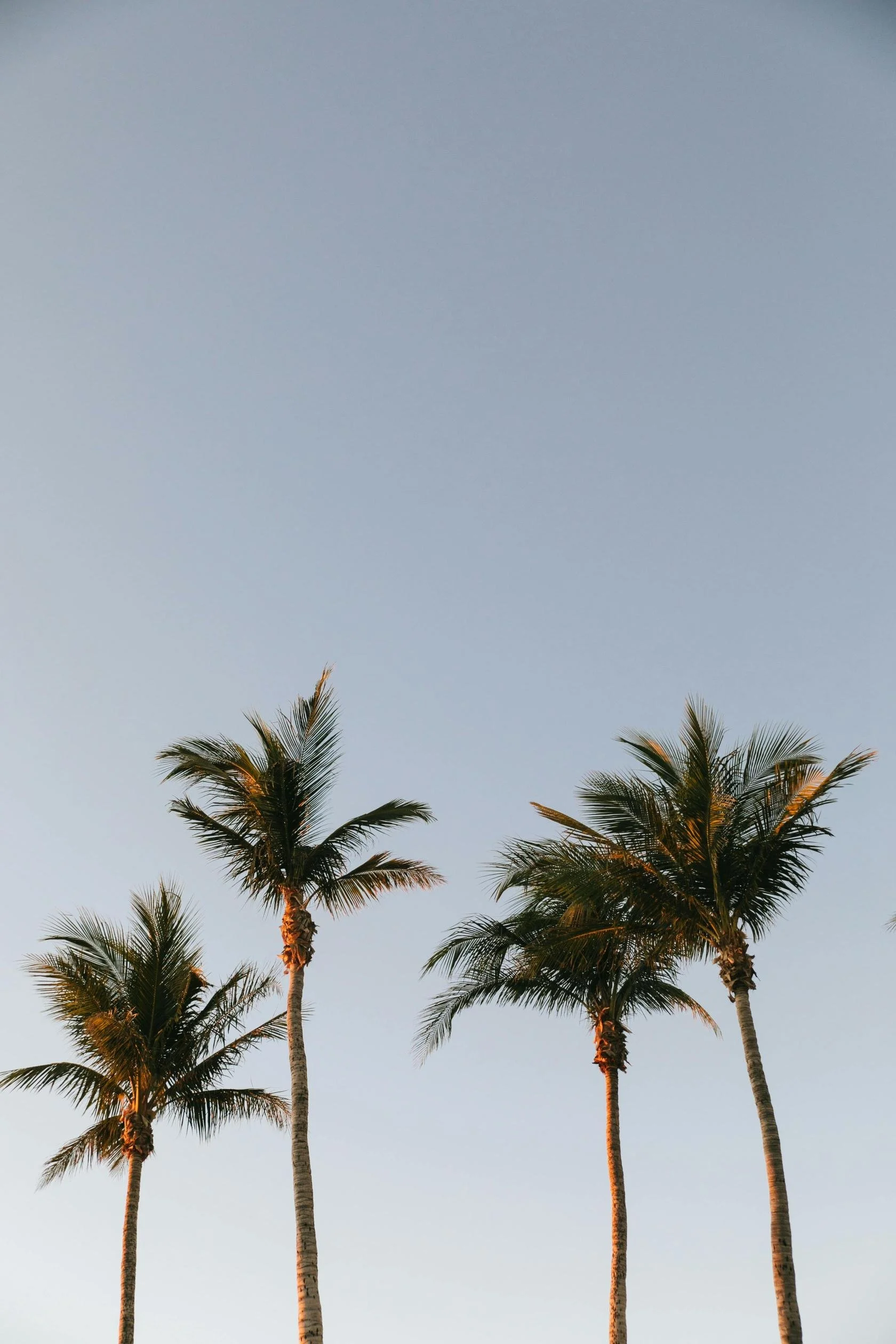Four tall palm trees against a clear blue sky.