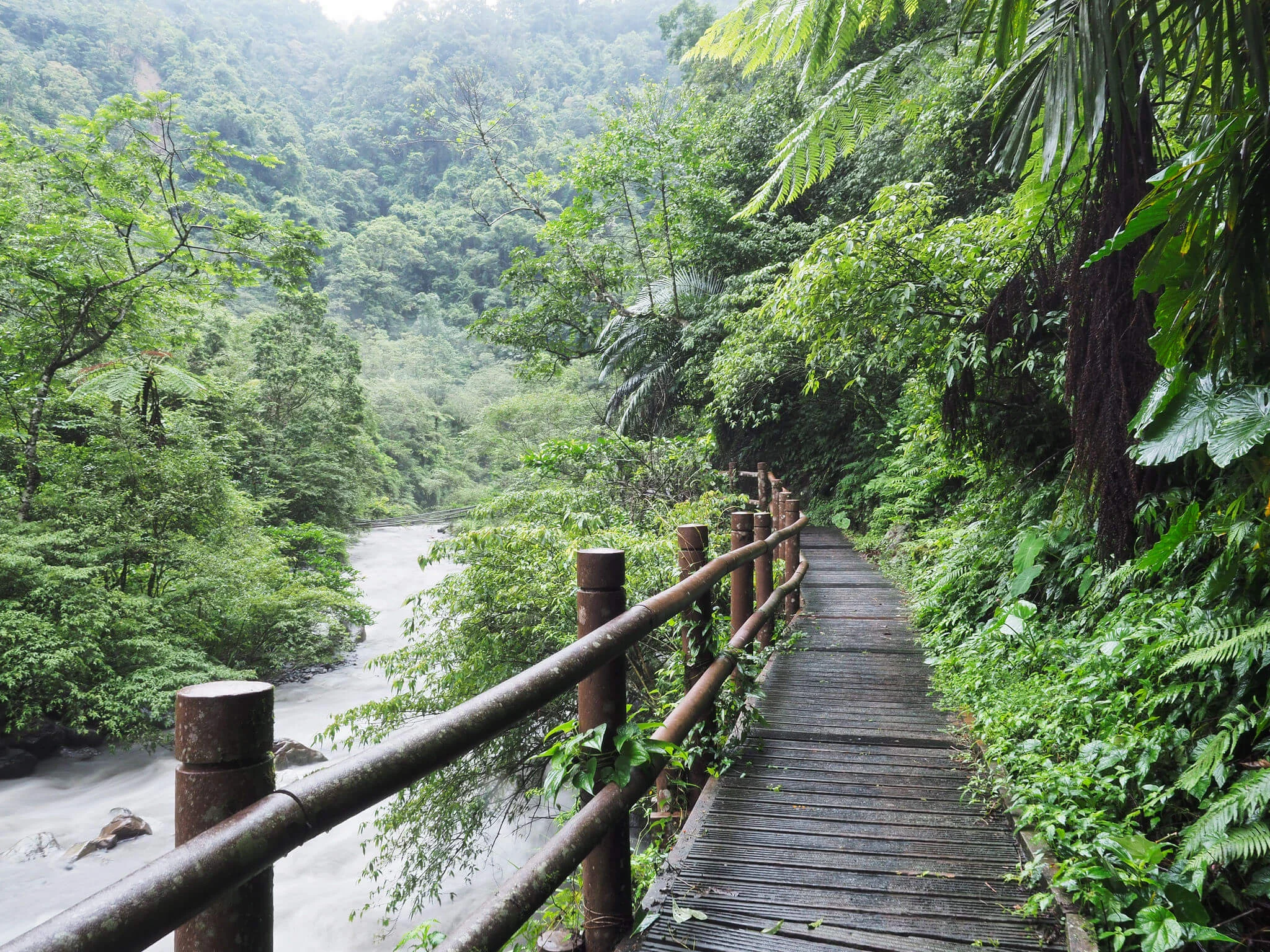 A wooden walkway with a railing runs alongside a river and dense green rainforest, with hills covered in trees in the background.