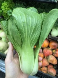 Bok Choy.jpg