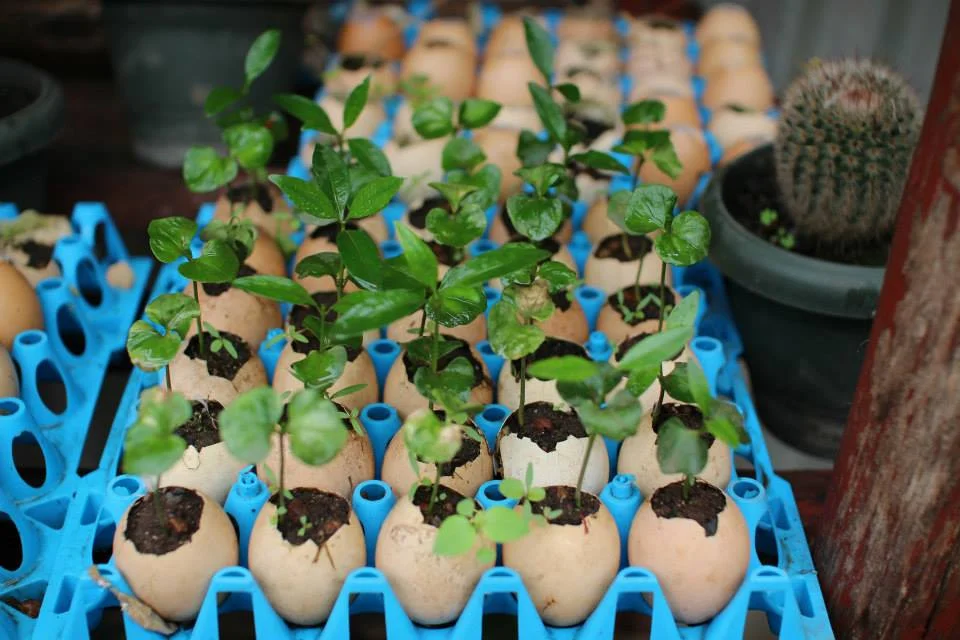 Inspiring organic gardens: latest news from Kampala