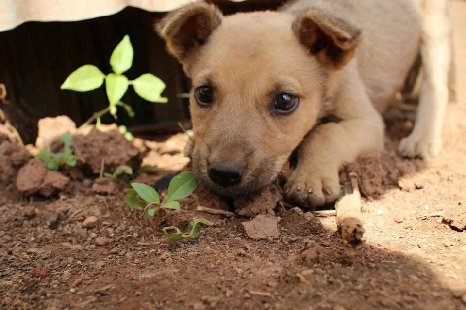 Our gardens: day two