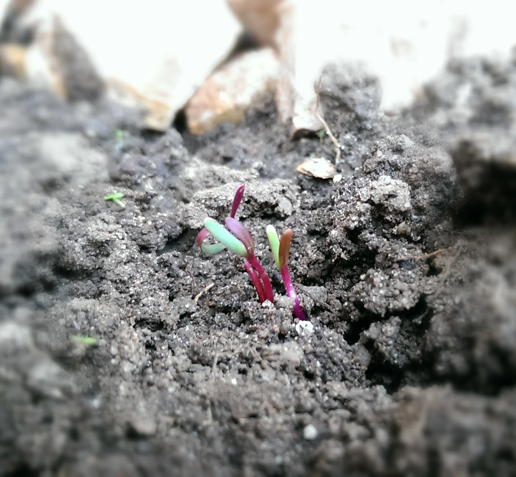 Kampala video diary : day 3, 4 and 5 of our gardening project