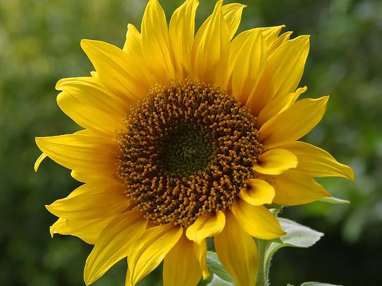 Awamu's International Sunflower challenge is here! #awamugrowoff