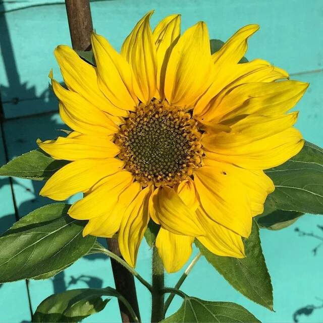 Sunflower challenge June update
