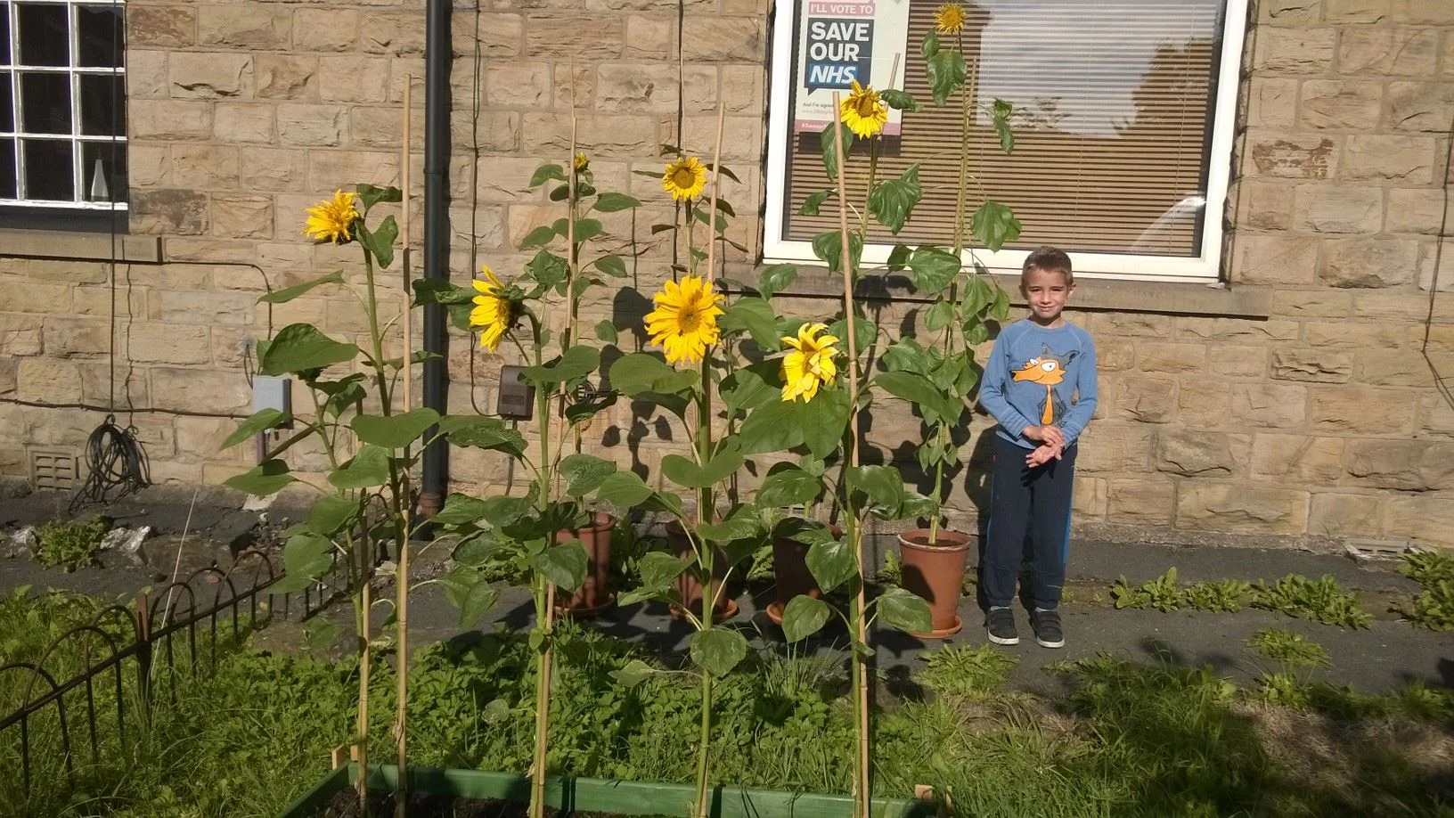 Last day for for sending us your sunflower measurments!!!