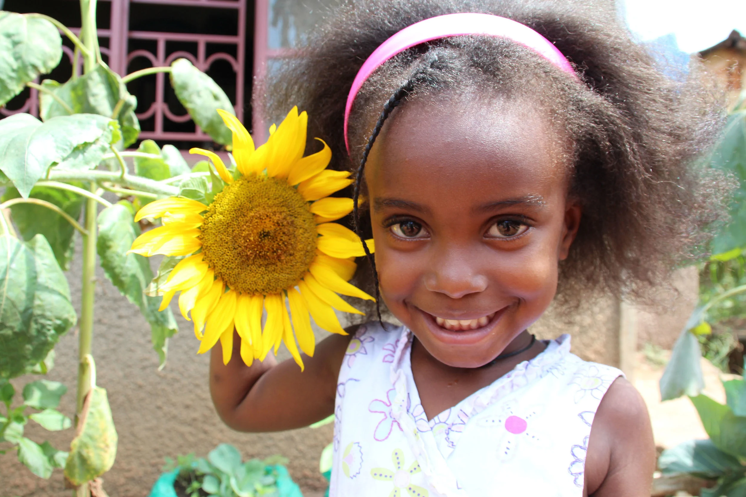 Awamu's International Sunflower Growing Challenge 2016