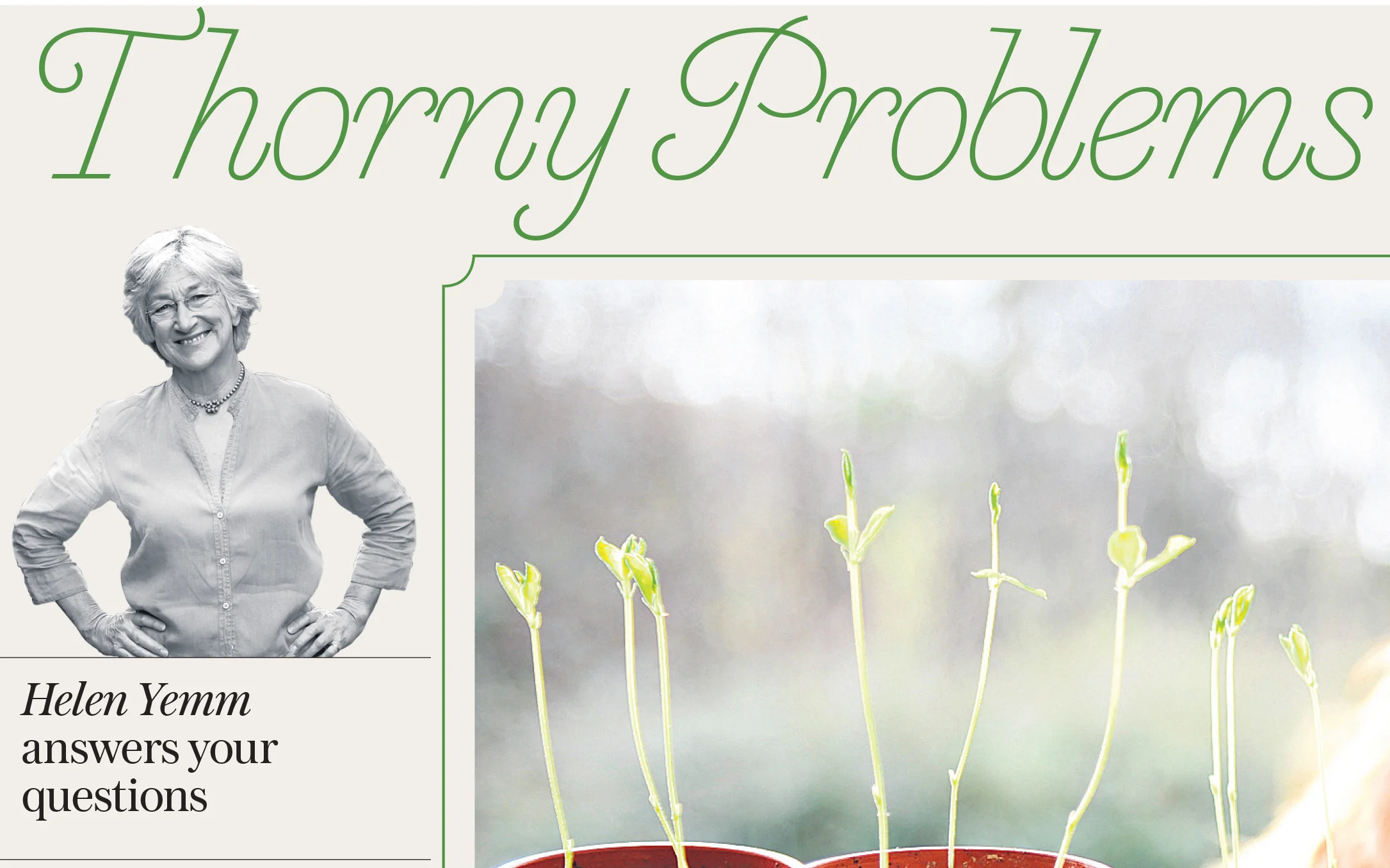 Sunflower challengers take note..