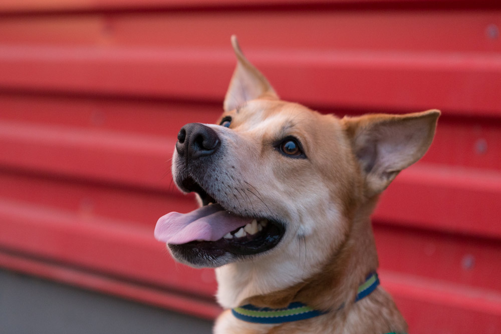 doggie-day-trips.jpg
