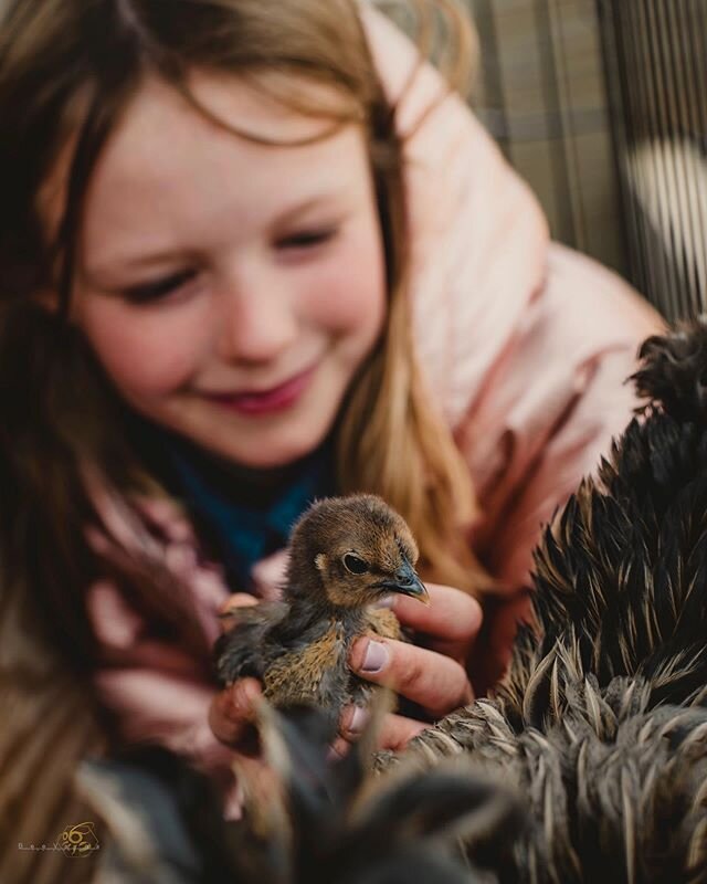 All life is precious.. Treat it the way you want to be treated
&bull;
&bull;
&bull;
&bull;
&bull;
#photography #yycphotographer #countrylife #countryliving #country #chick #chicken #baby #life #feathers #spring #springchicken #love #child #girl #niko