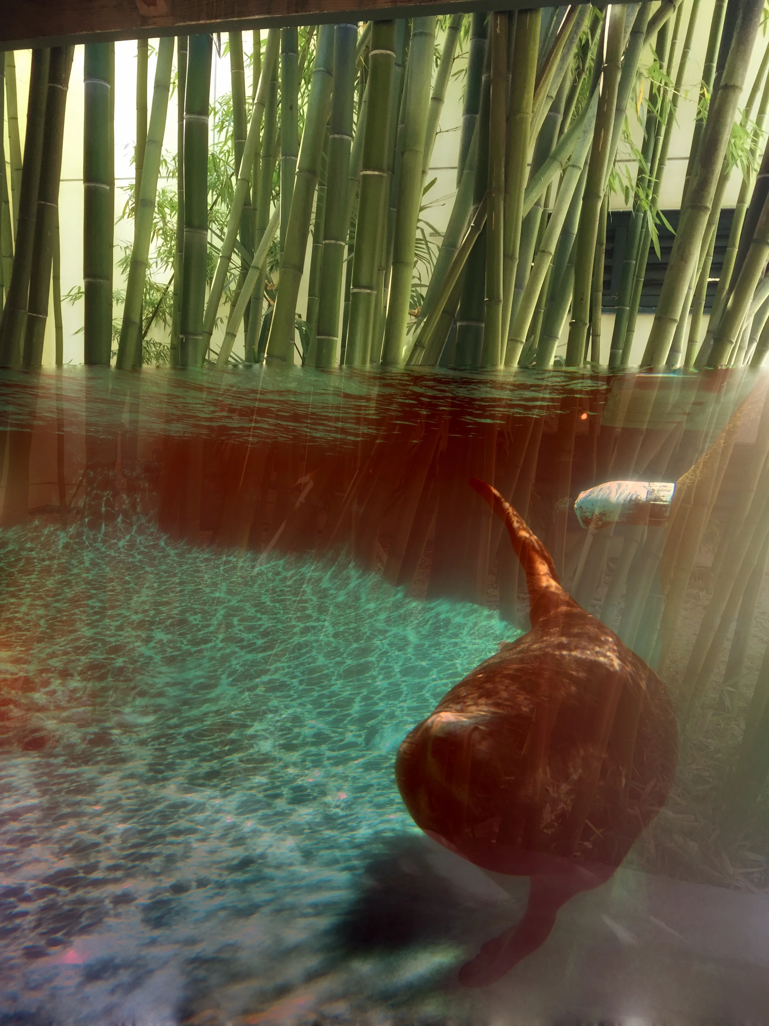 big guy underwater bamboo.jpg