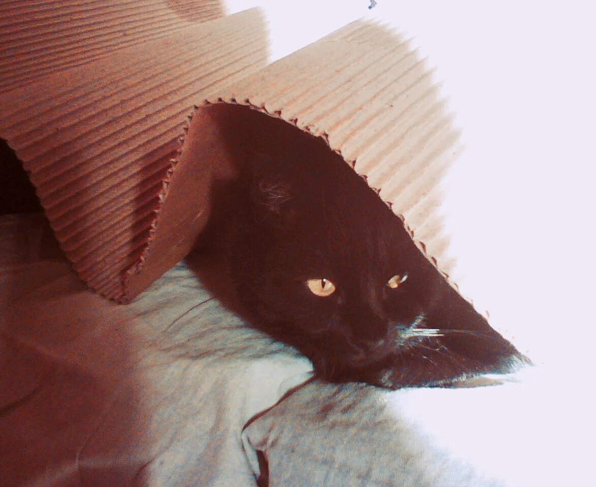 cat under paper.jpg