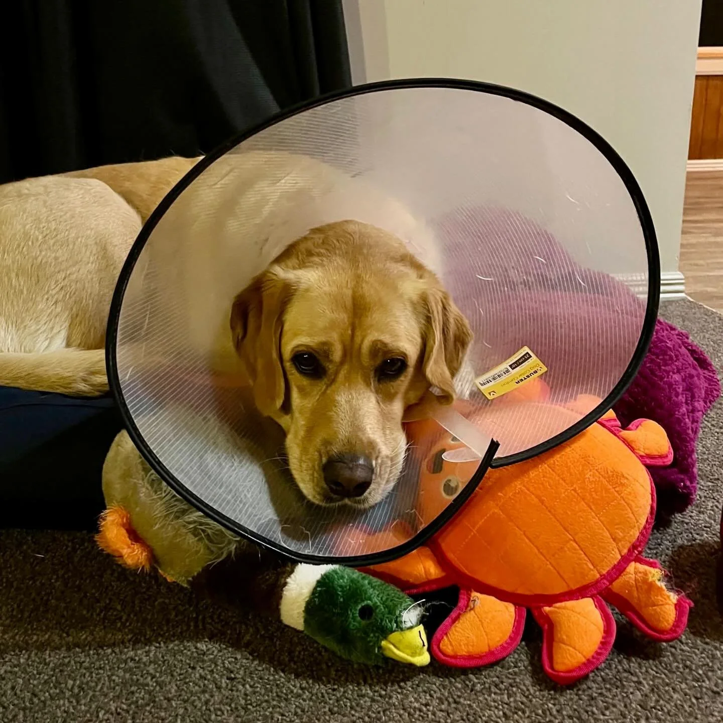 I’ll just rest my weary head on my toy.jpg