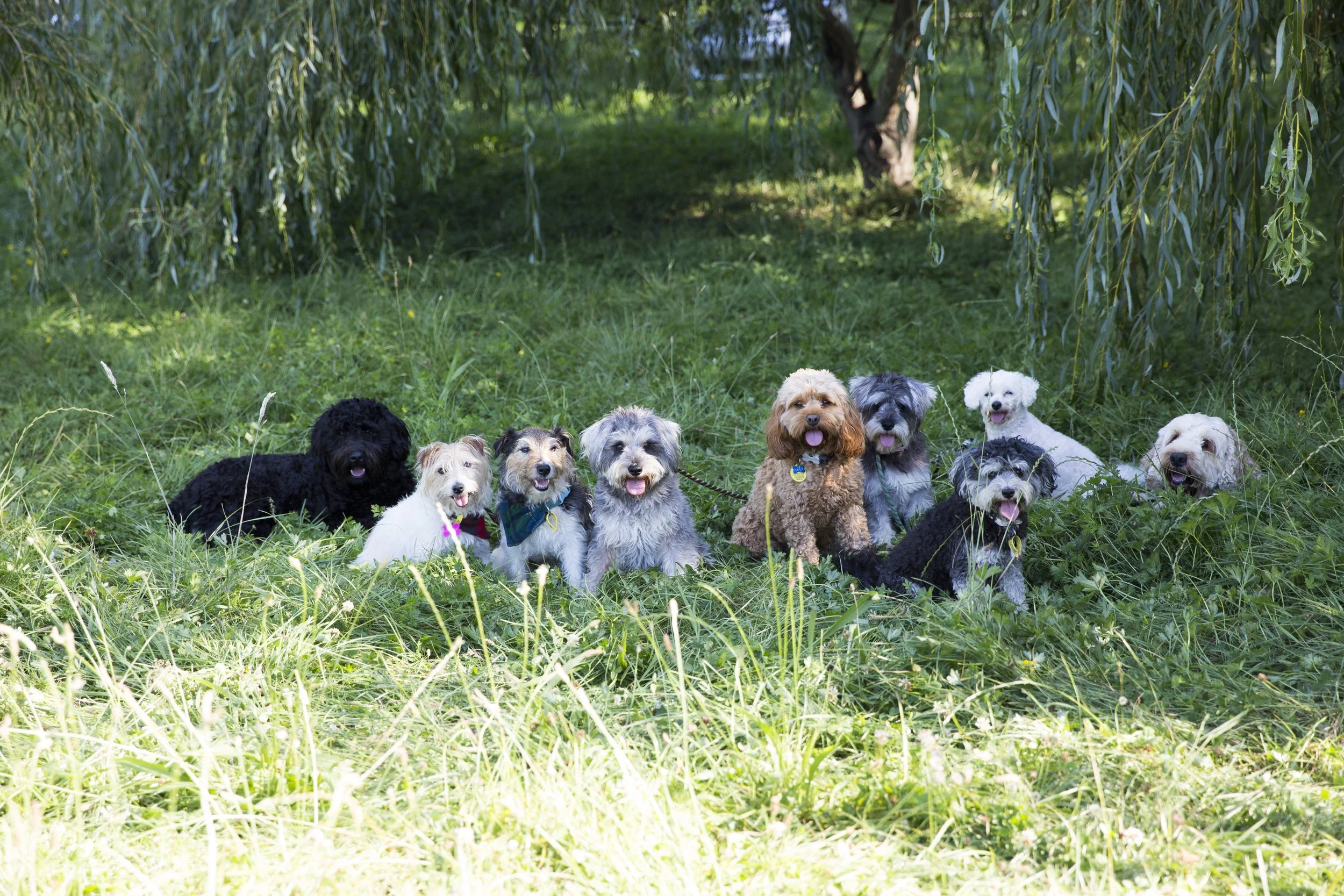 doggy group.jpg