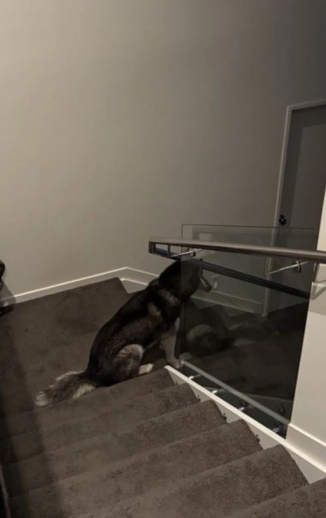 The council have and are not all dog friendly and we are not surprised the harassment you have been subjected to from them.