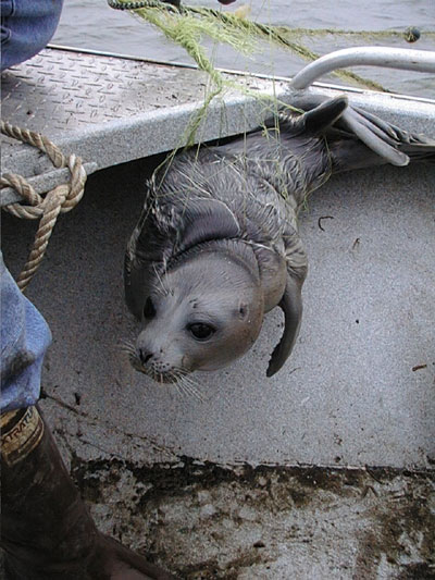 seal.jpg