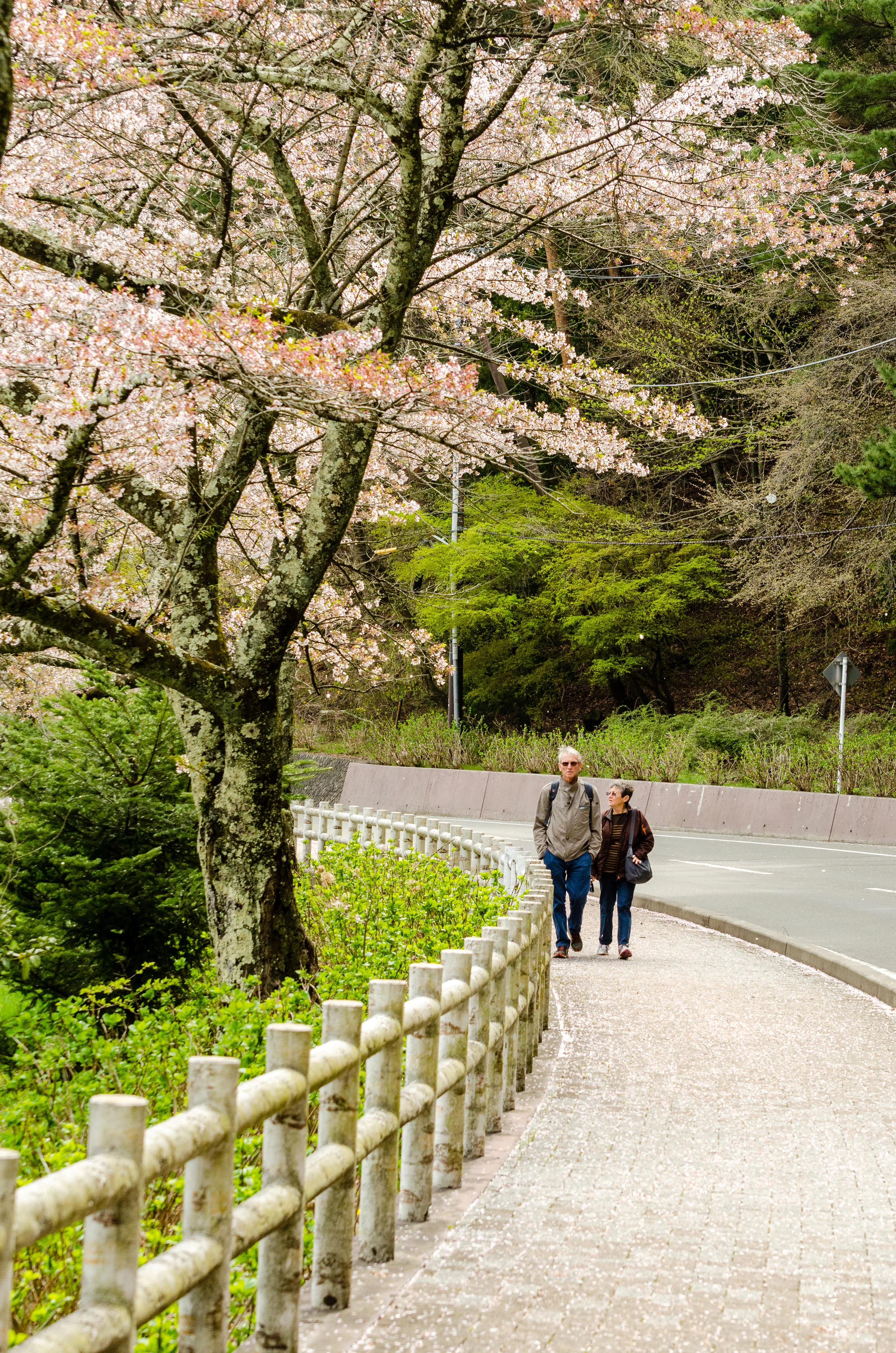 Cherry blossom's season