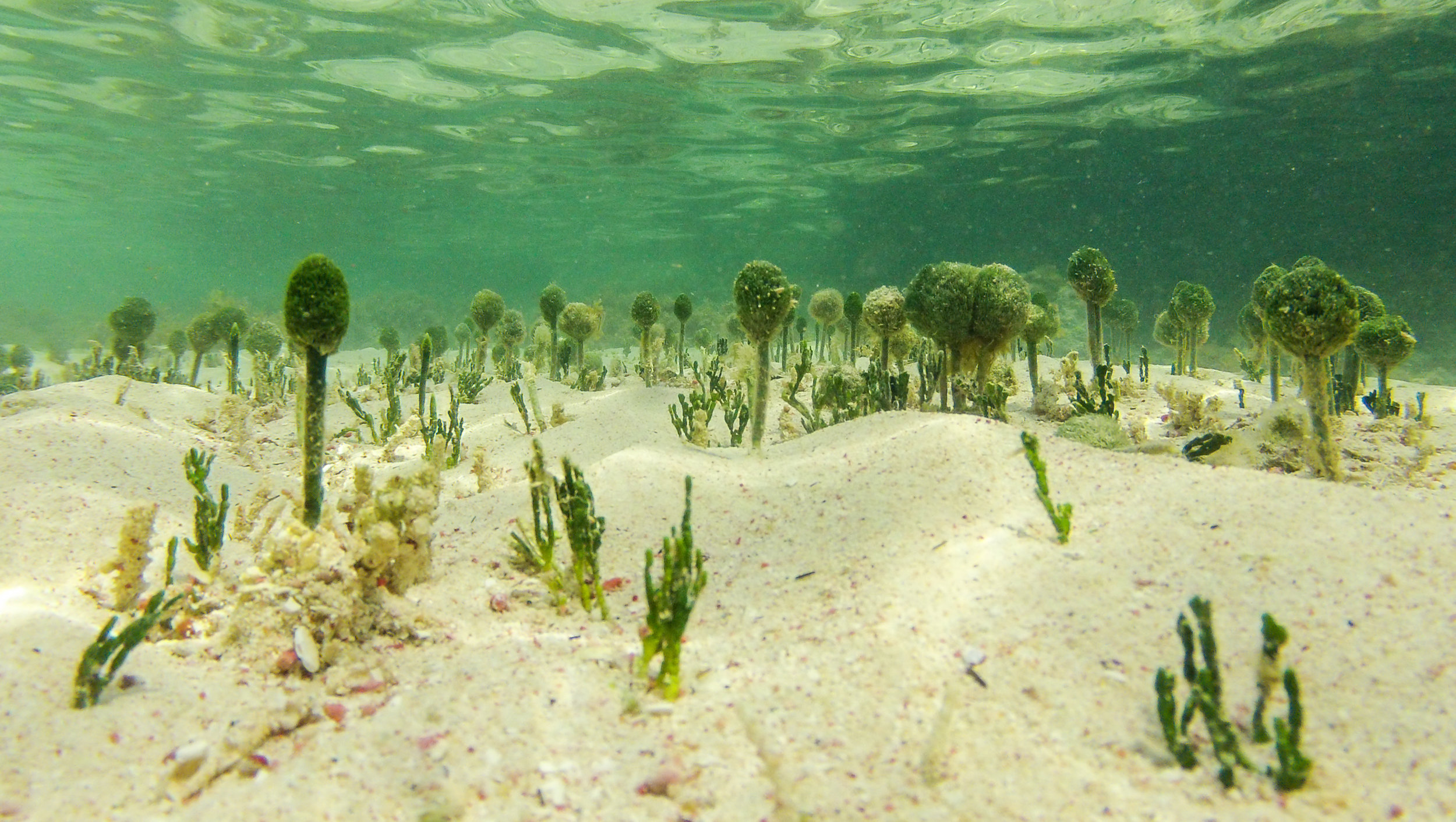 Alien world