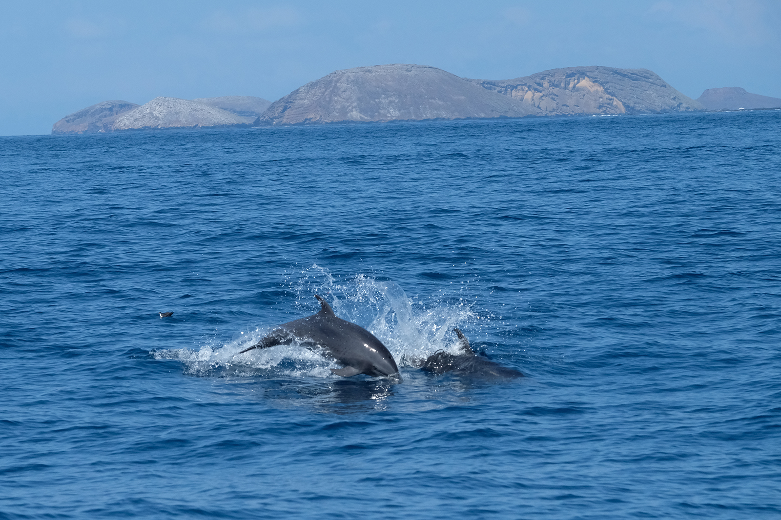 Delfines camino a San Bartolomé