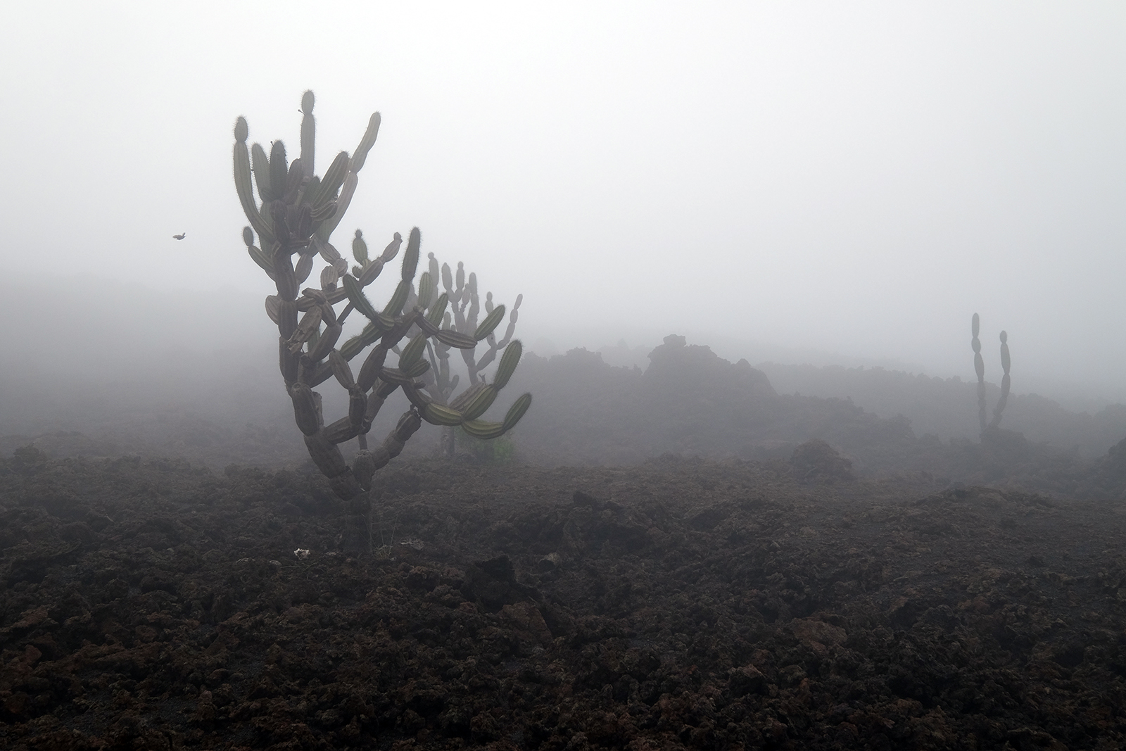 Cáctus en la penumbra - Volcán Chico