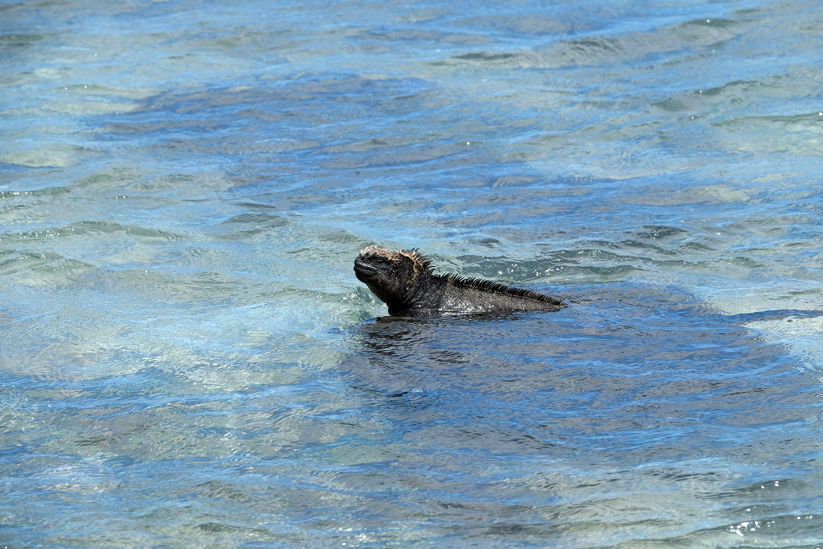 Iguanas en Playa Punta Carola