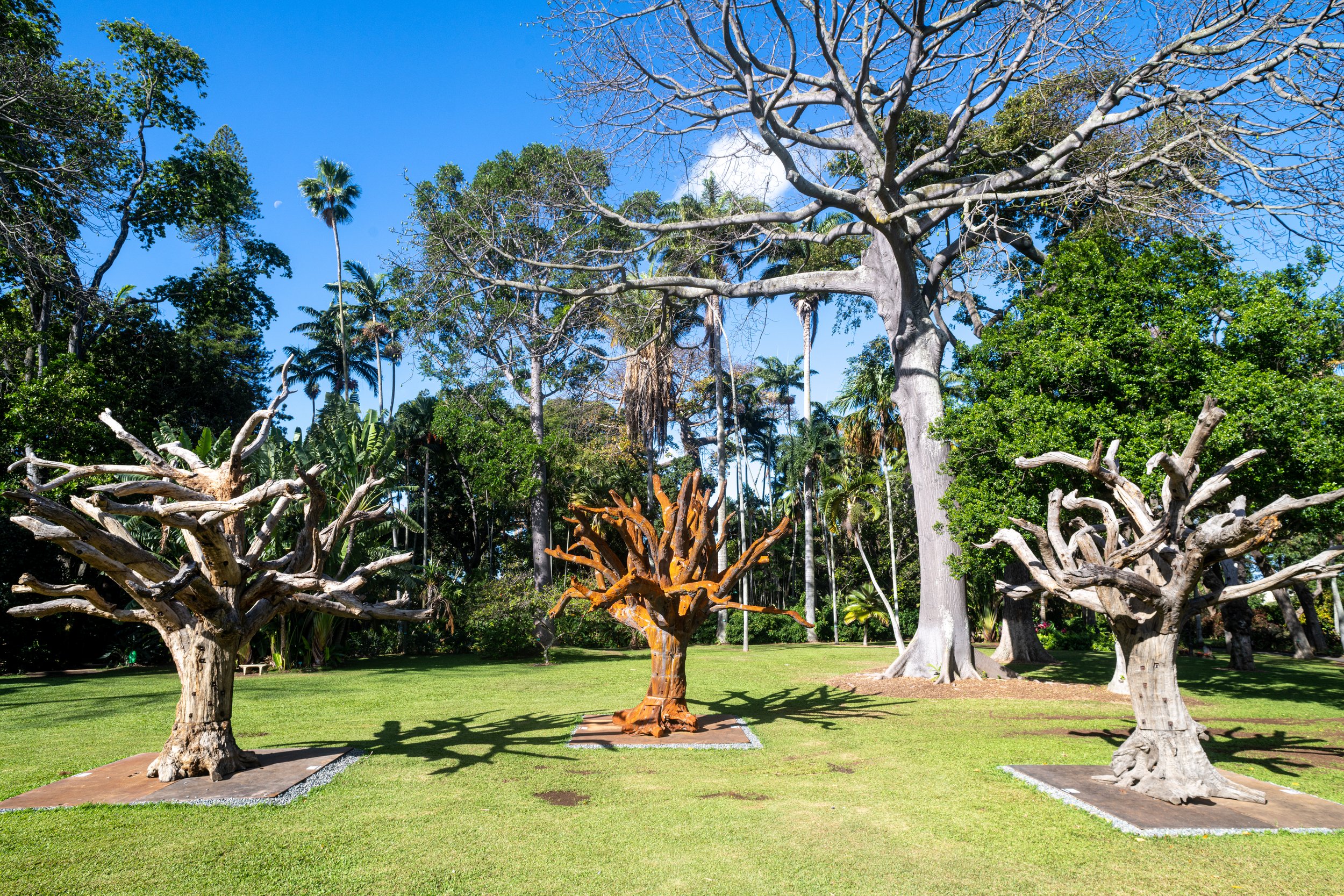  Installation view:  Ai Weiwei,   Tree  (2010),  Iron Tree  (2020),  Tree  (2010), Foster Botanical Garden, HT22, Honolulu. © Ai Weiwei Studio. Courtesy of the artist and Hawai‘i Contemporary. Photo: Christopher Rohrer.  