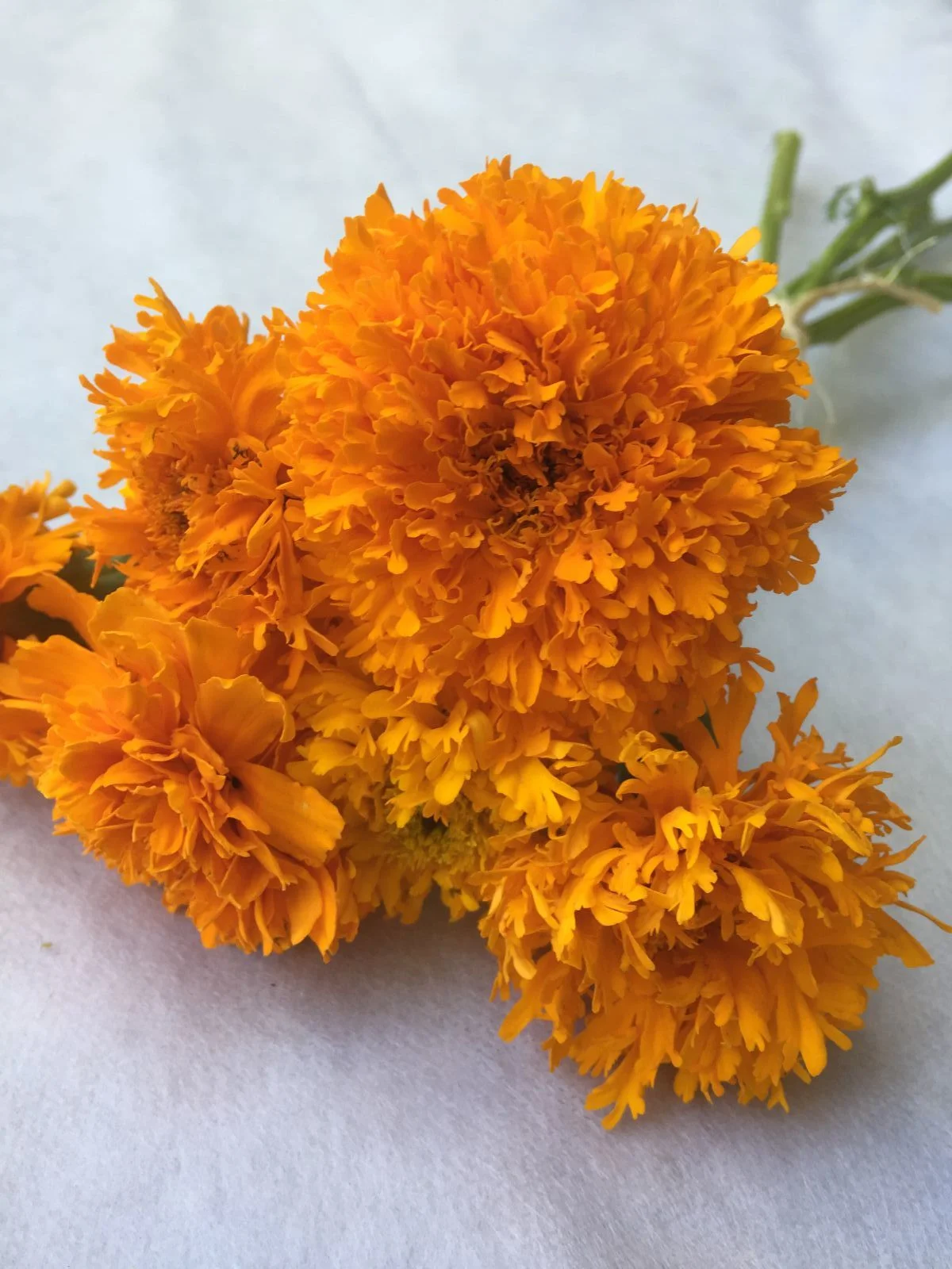 Pesche's Gold Marigold