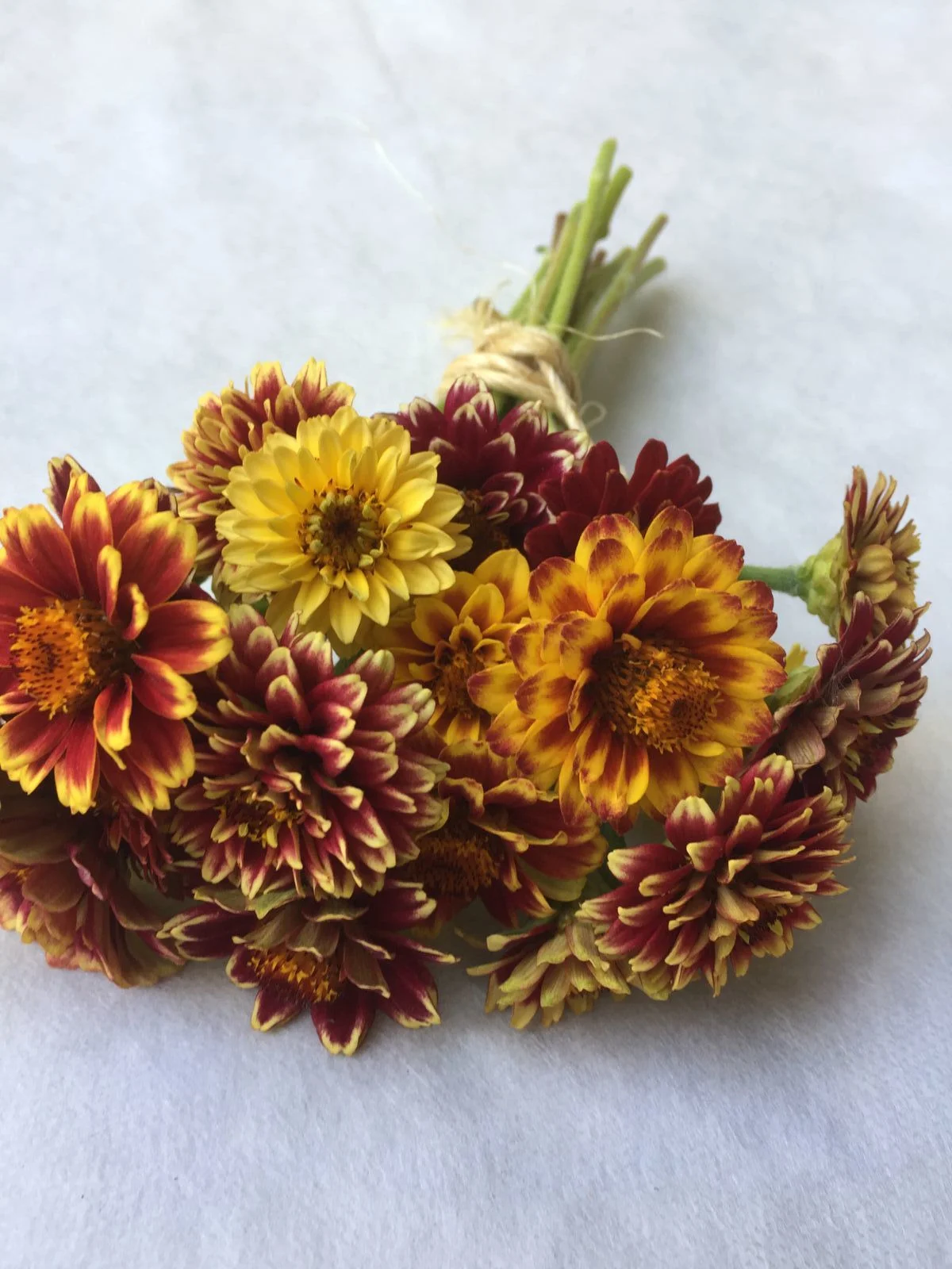 Jazzy Mix Zinnia