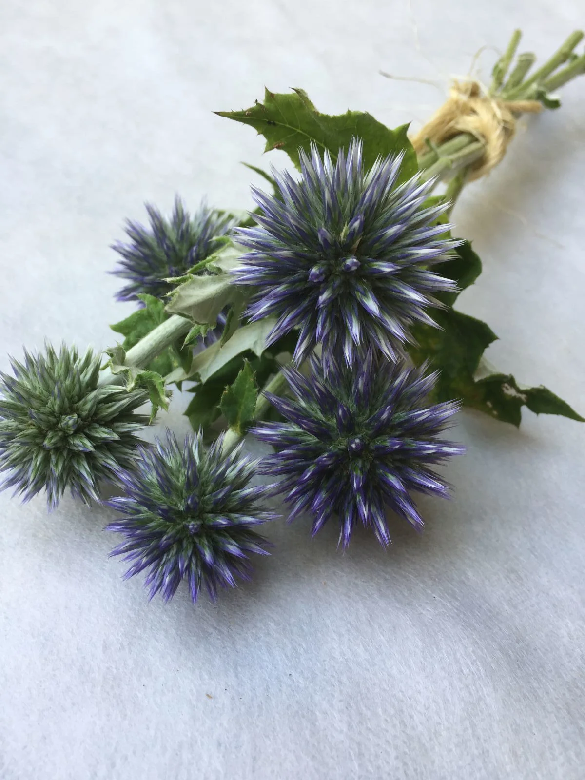 Globe Thistle