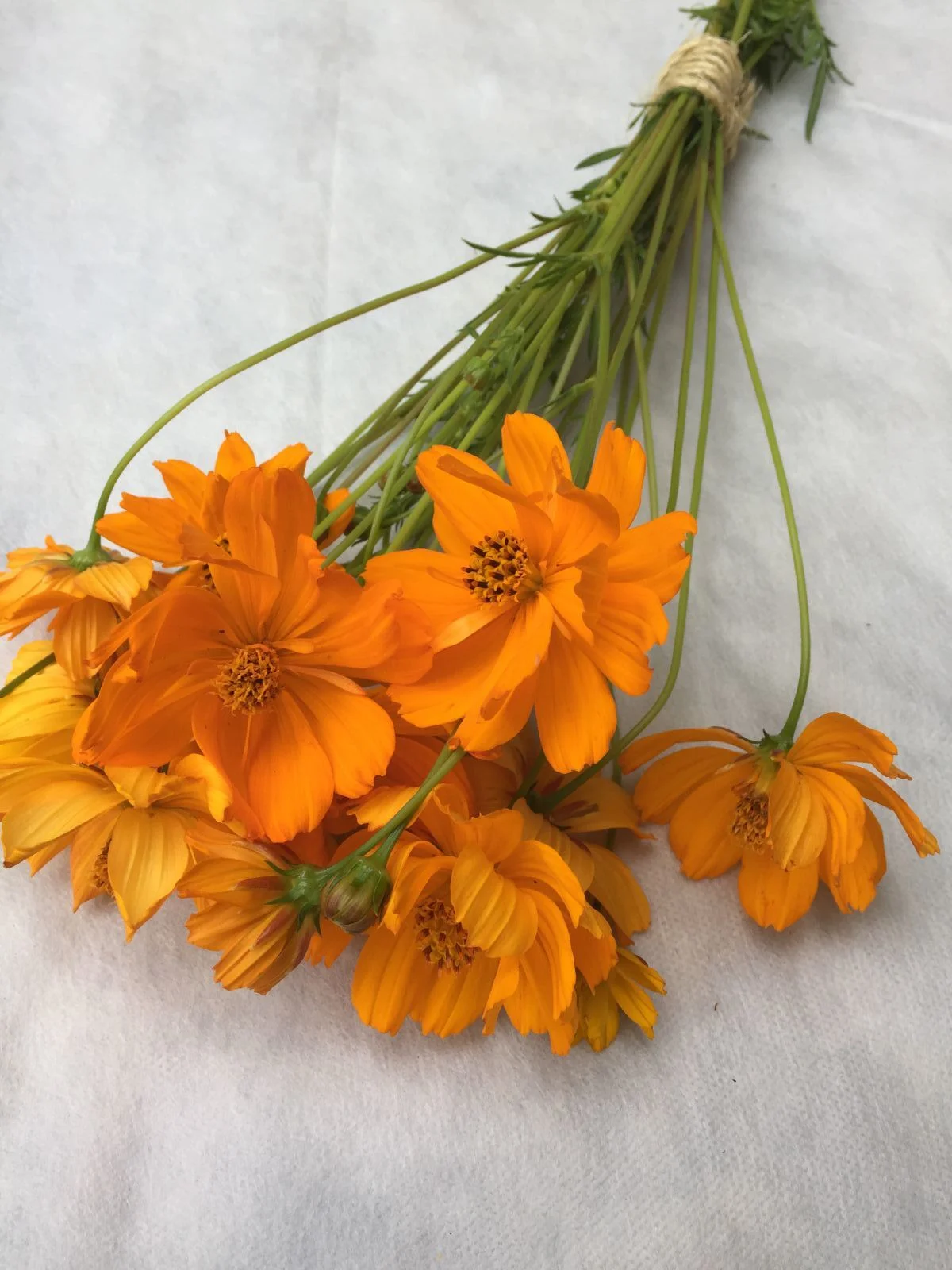 Sunrise Cosmos